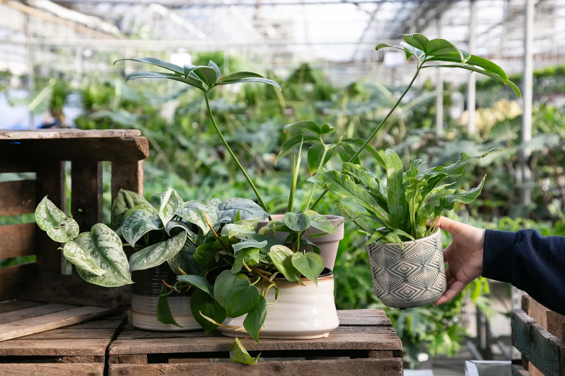 Person placing a potted houseplant down on wooden crate with other houseplants in a greenhouse