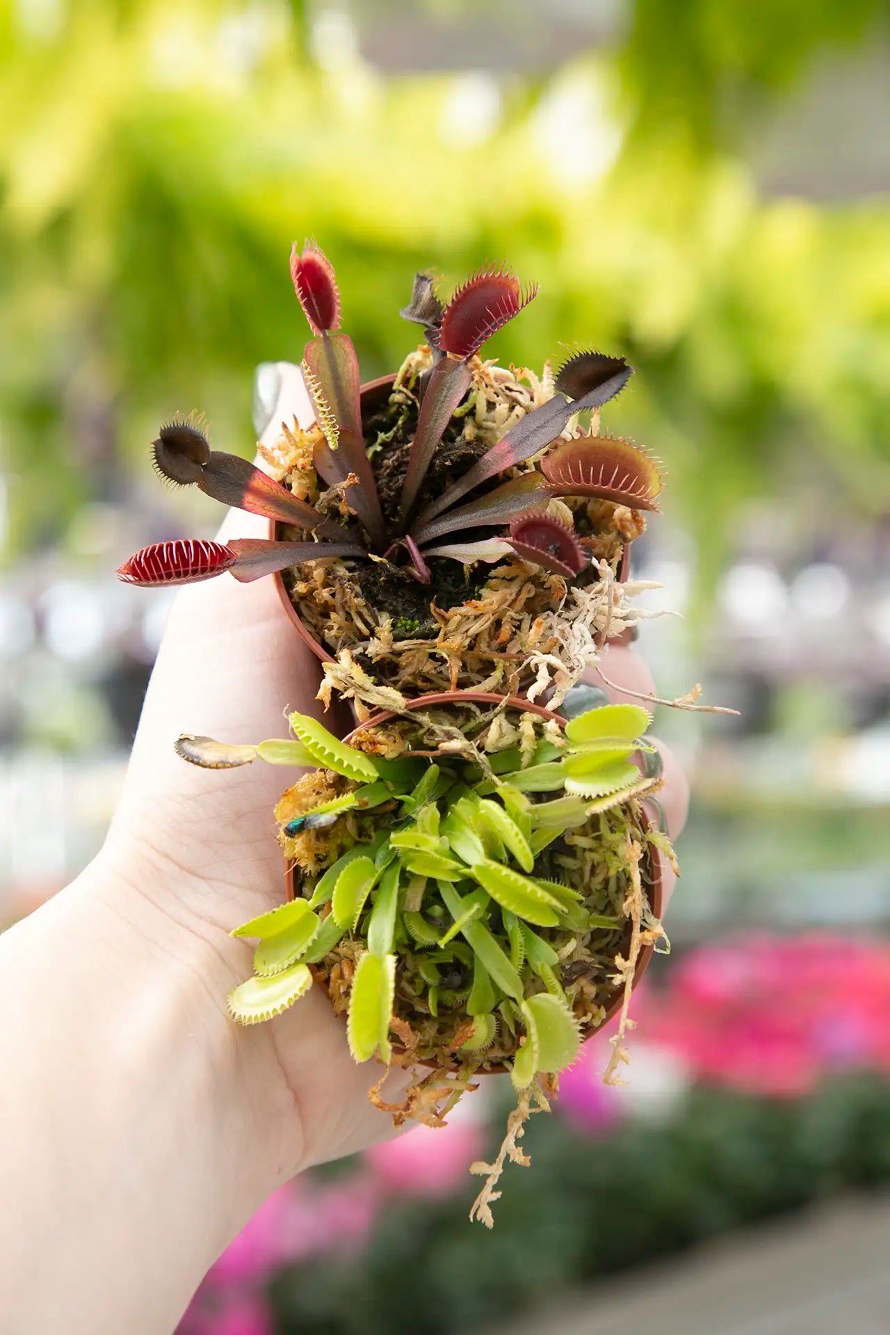 Hand holding red and green Venus flytraps with a blurred background