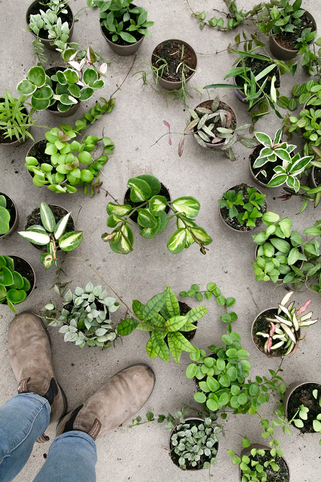 Collection of different potted hoyas spread out on concrete with boots standing in bottom left corner. 
