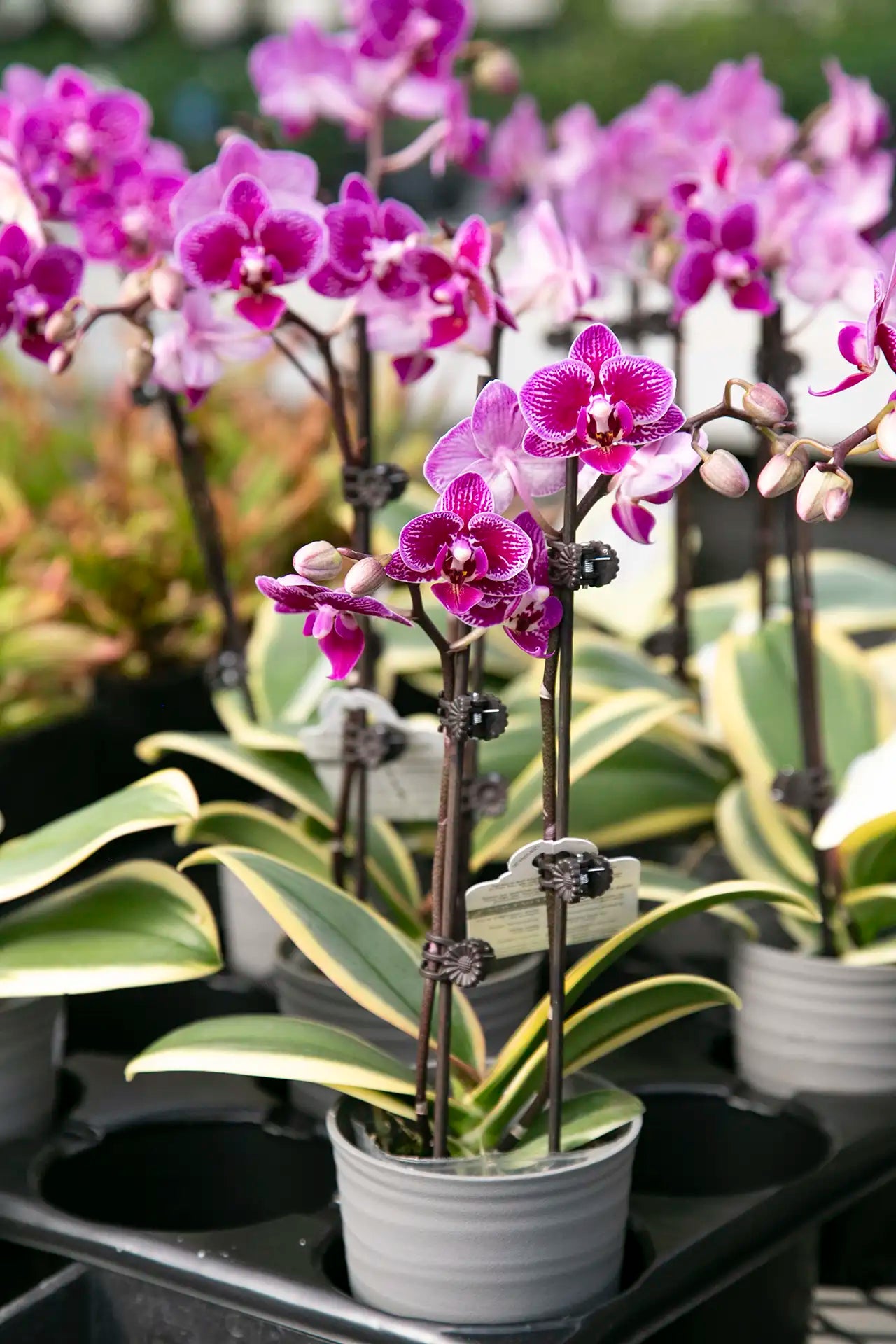 Potted orchids with purple flowers and variegated leaves on a garden centre table. 