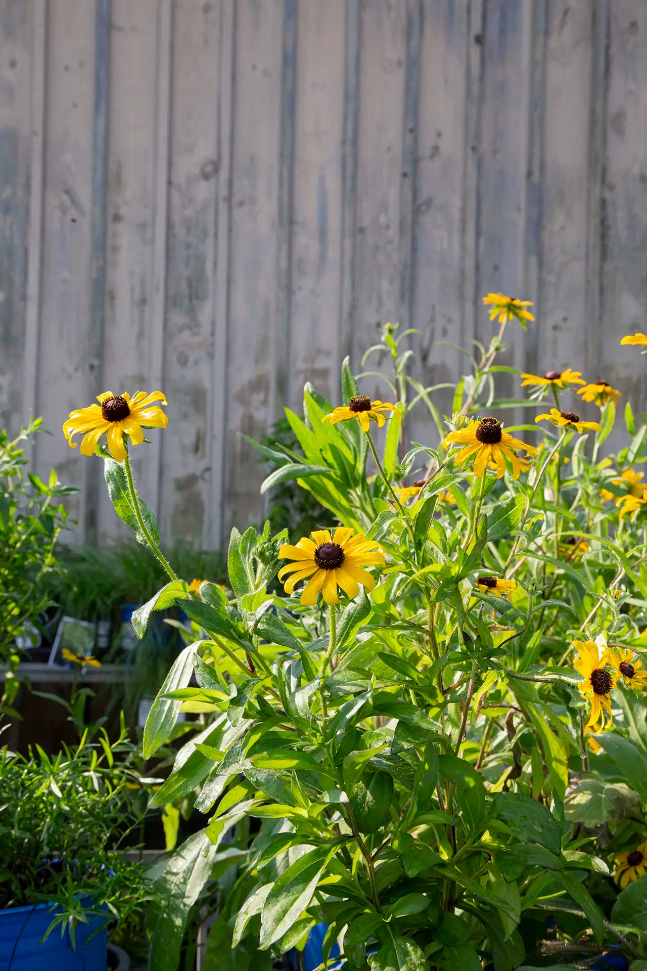 Yellow native rudbeckia on table at garden centre with wooden background. 