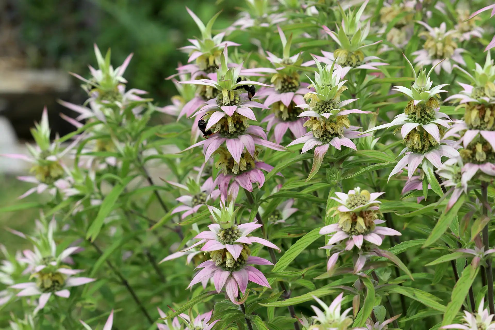 Close-up of native Spotted Beebalm in garden setting. 