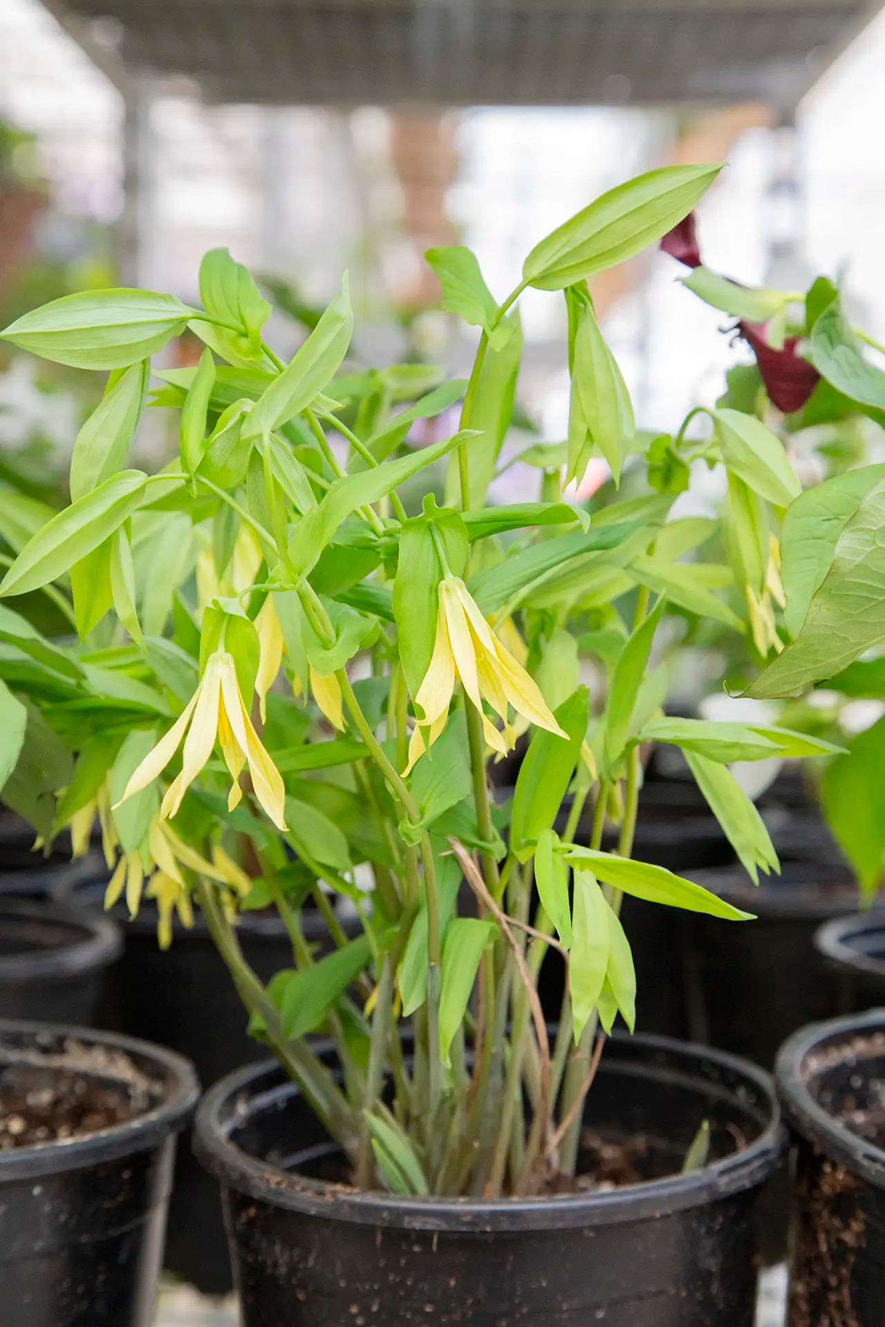 Potted Uvularia with yellow bell-shaped flowers on greenhouse cart. 