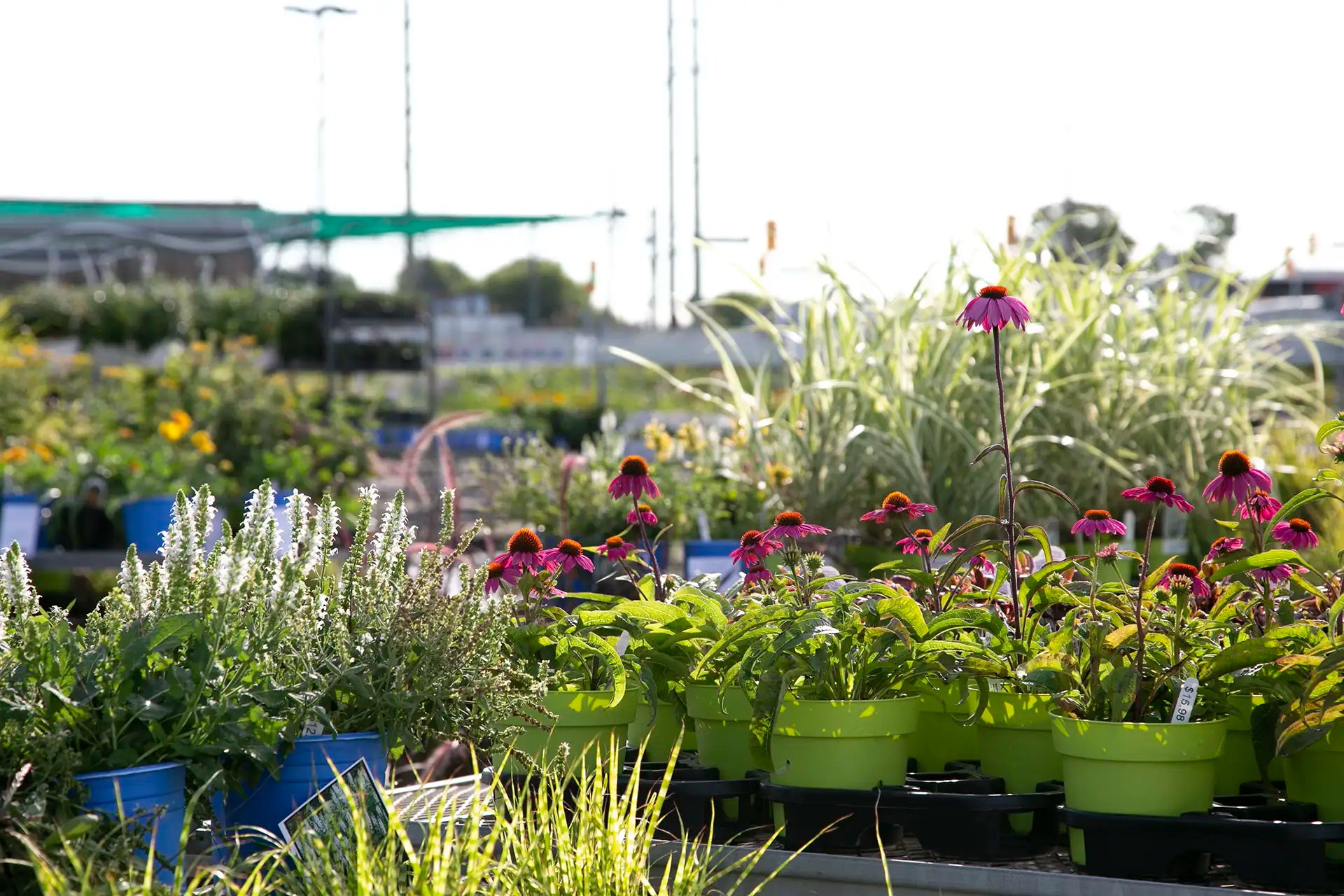 Purple coneflower and white salvia in pots on table at garden centre, with blurry ornamental grasses in background 