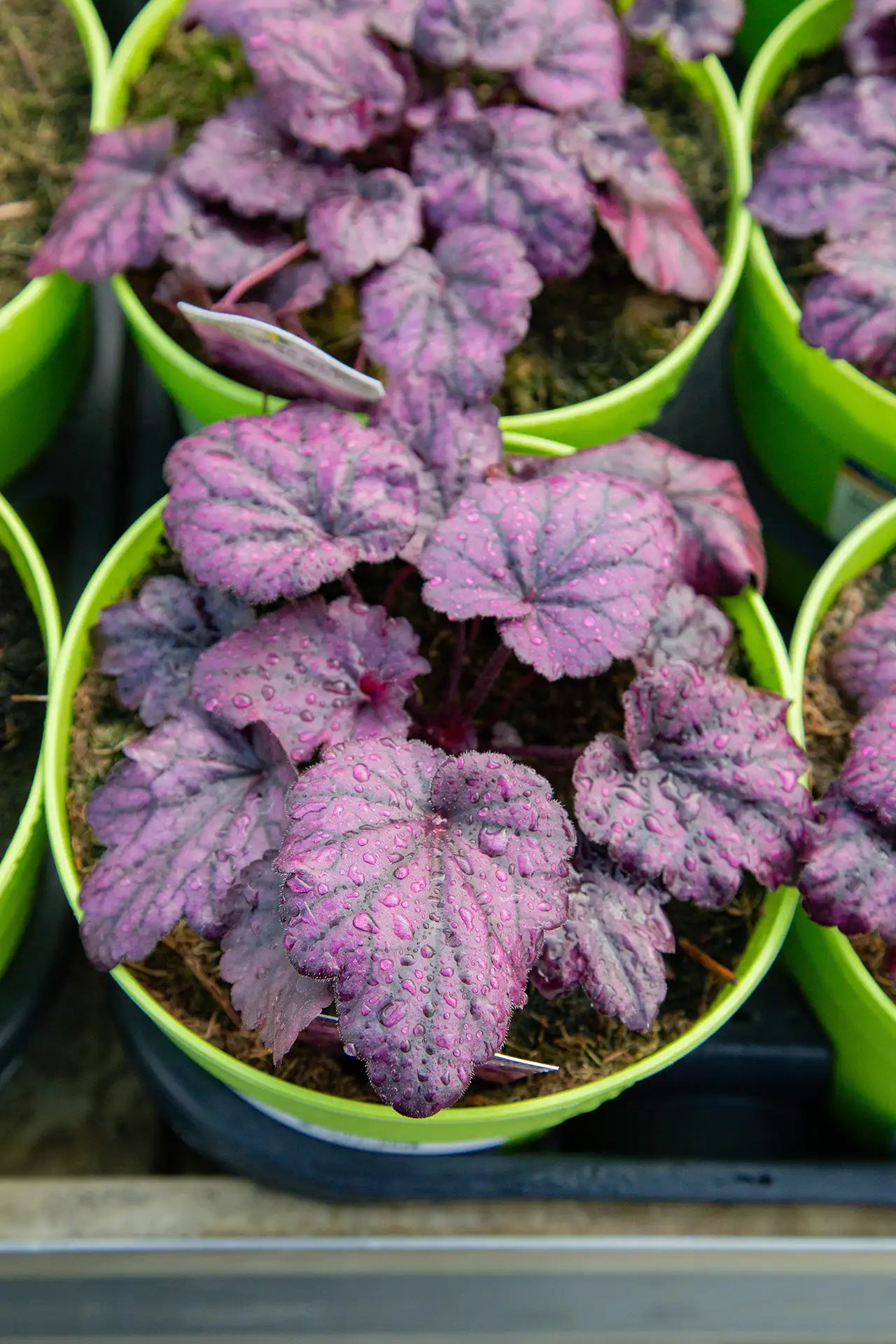 Purple heuchera in lime green pots on greenhouse table. 