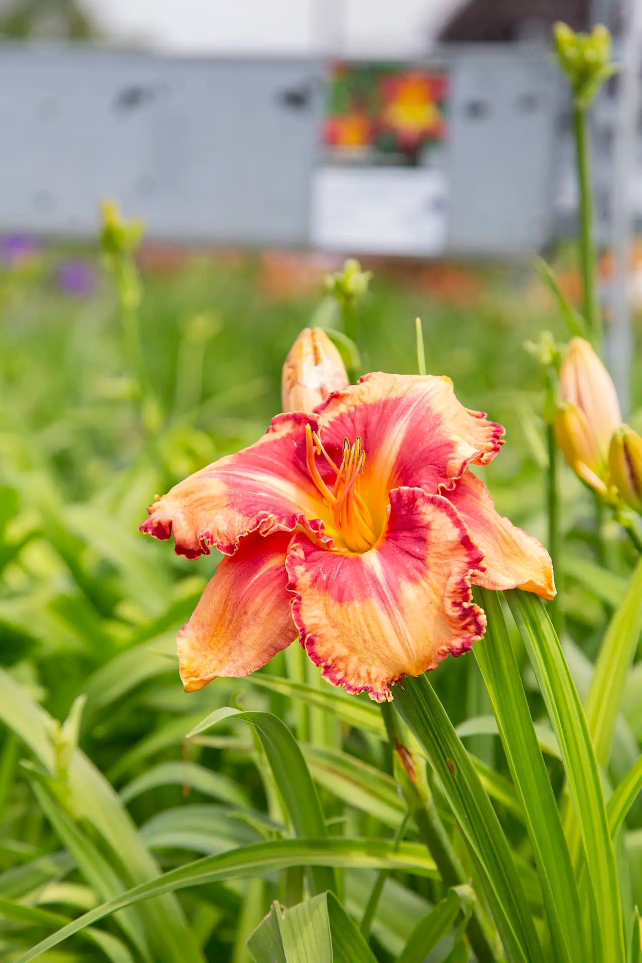 Close-up of red and orange frilly daylily on greenhouse table with sign in background. 