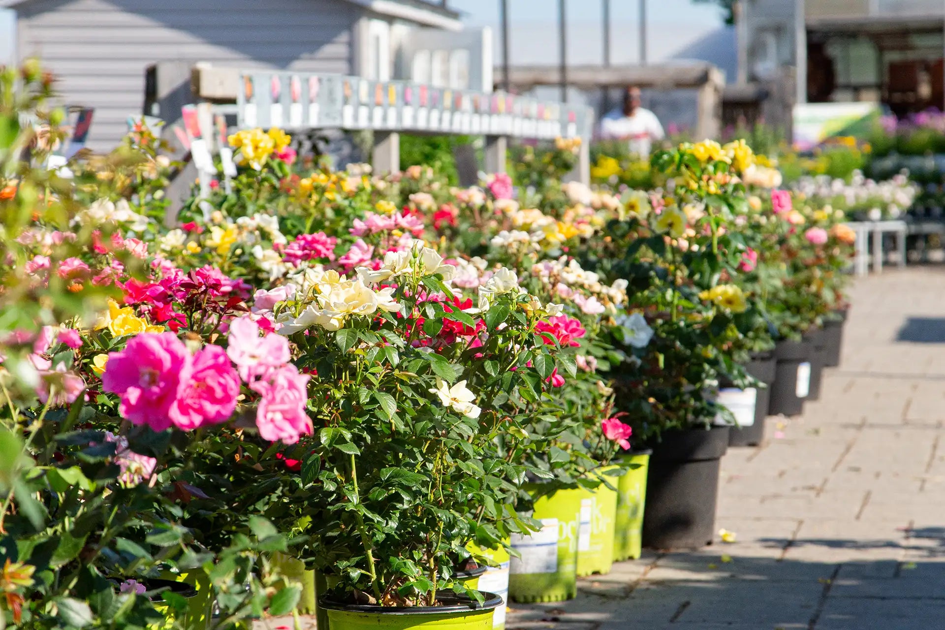 Row of potted roses at a garden center on a sunny day