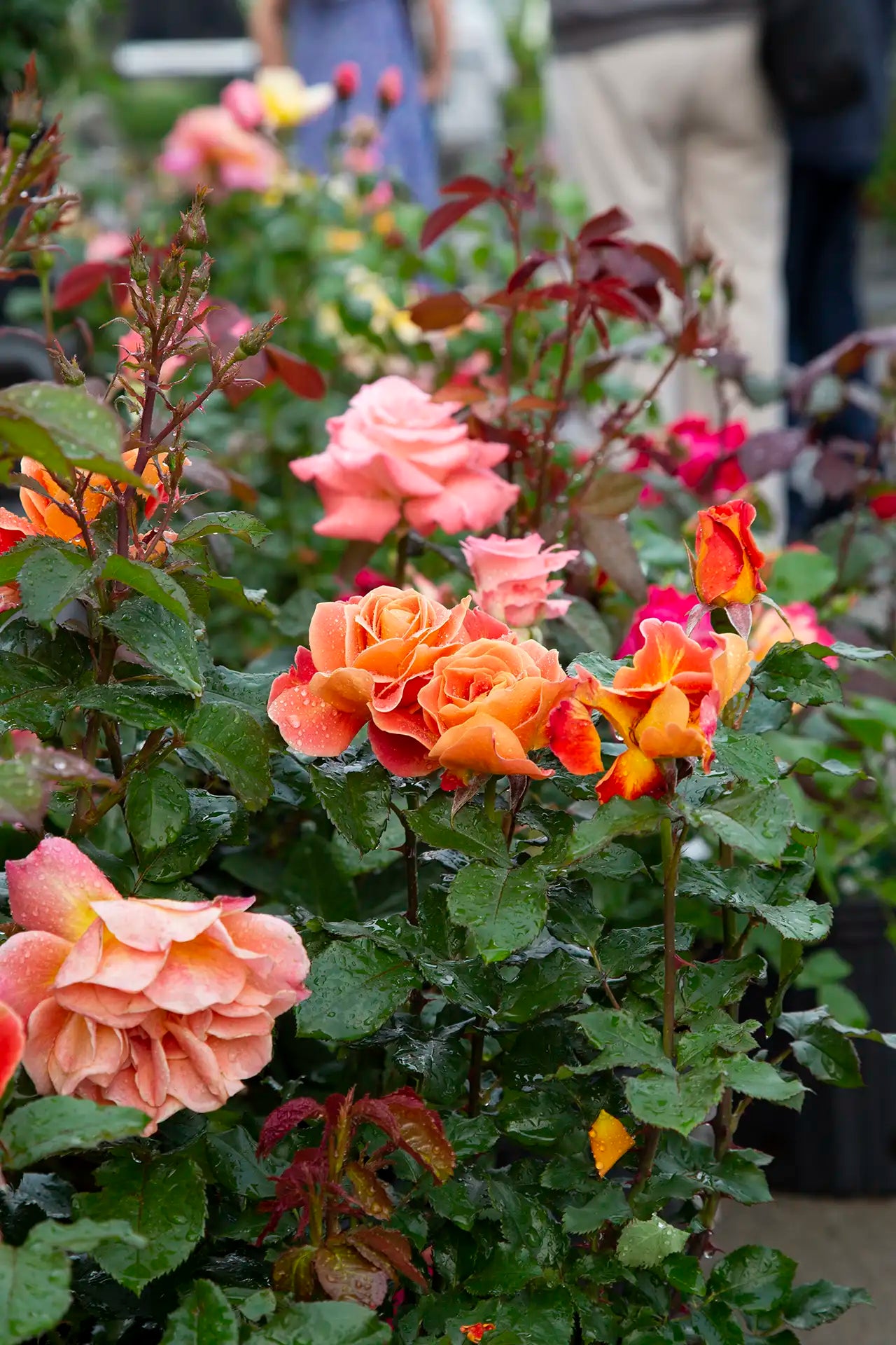 Potted rose with orange blooms opening in garden centre setting with blurry roses in background. 