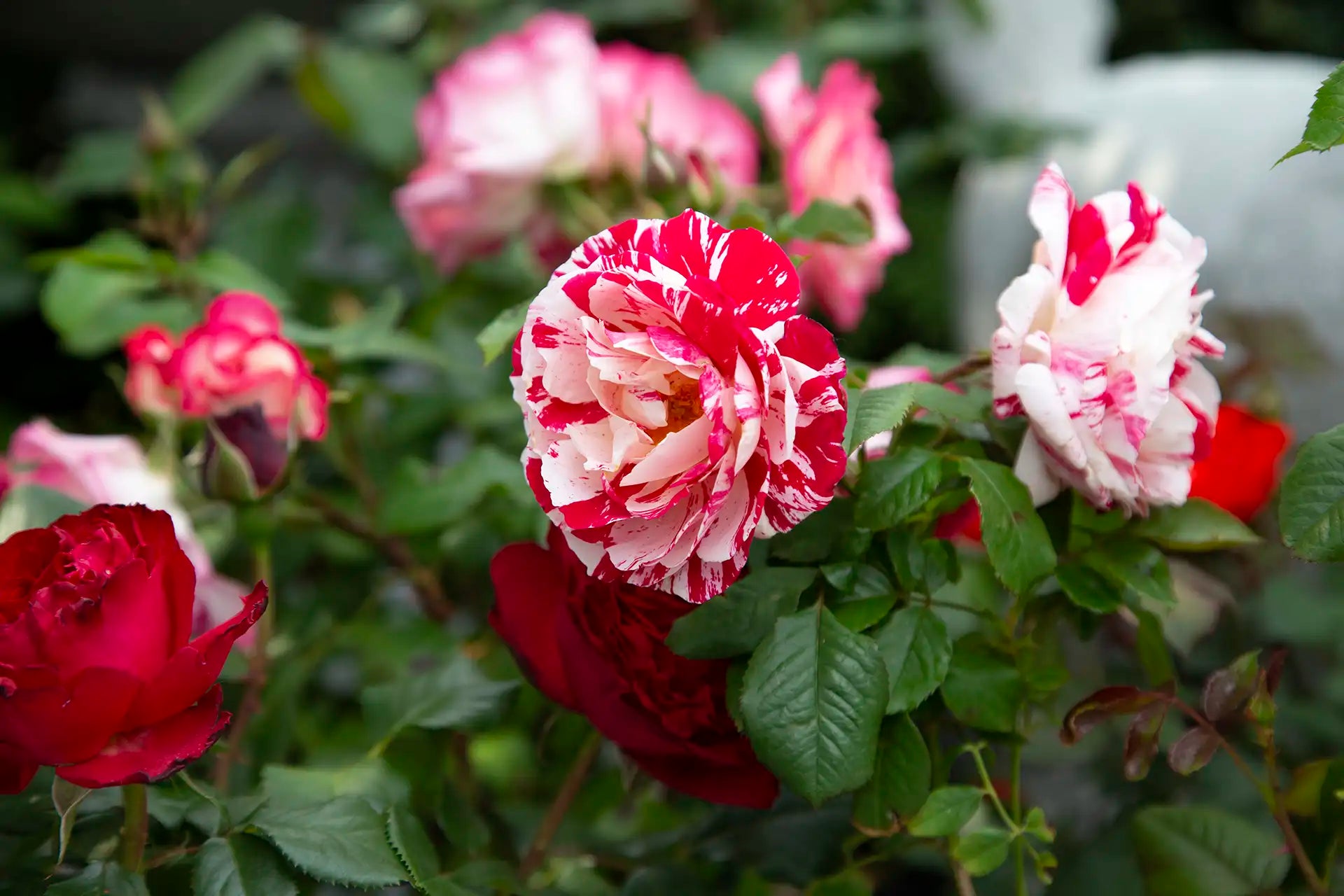 Red and white striped roses with green leaves in a garden setting