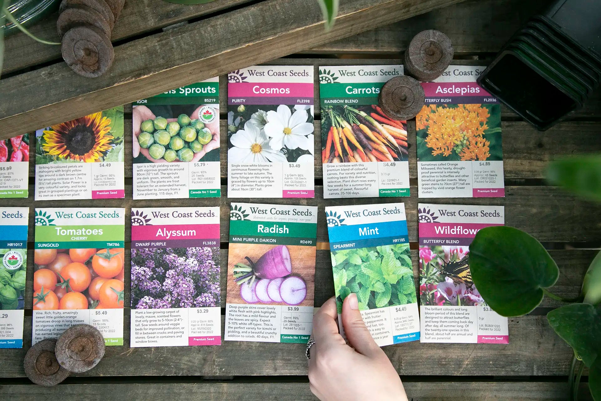 Collection of West Coast Seeds packets on a wooden table and a person picking up a single packet.