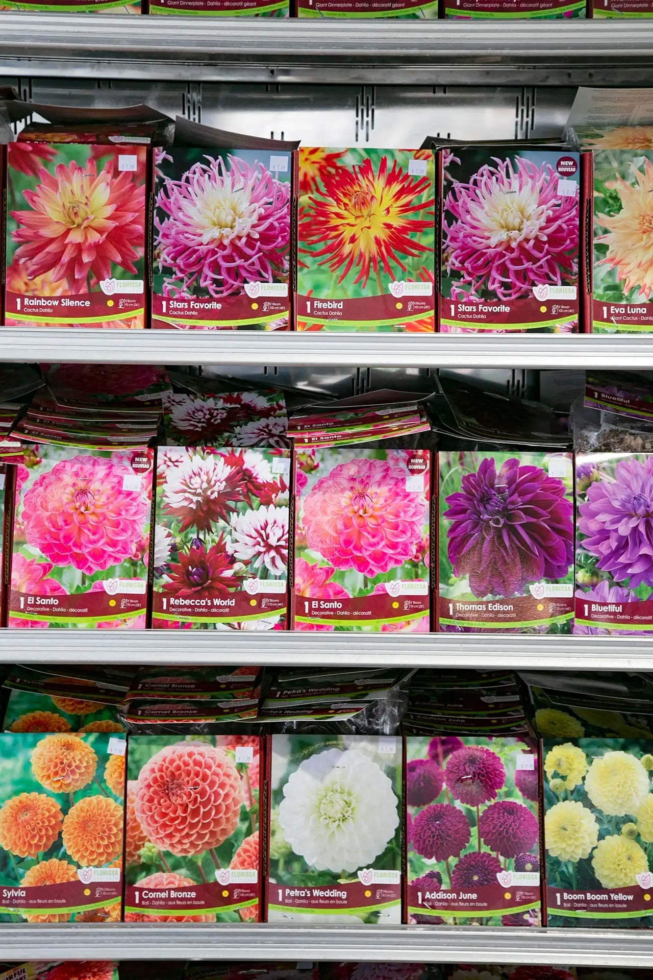 Three shelves with boxes of packaged Dahlia bulbs in assorted varieties and colours.