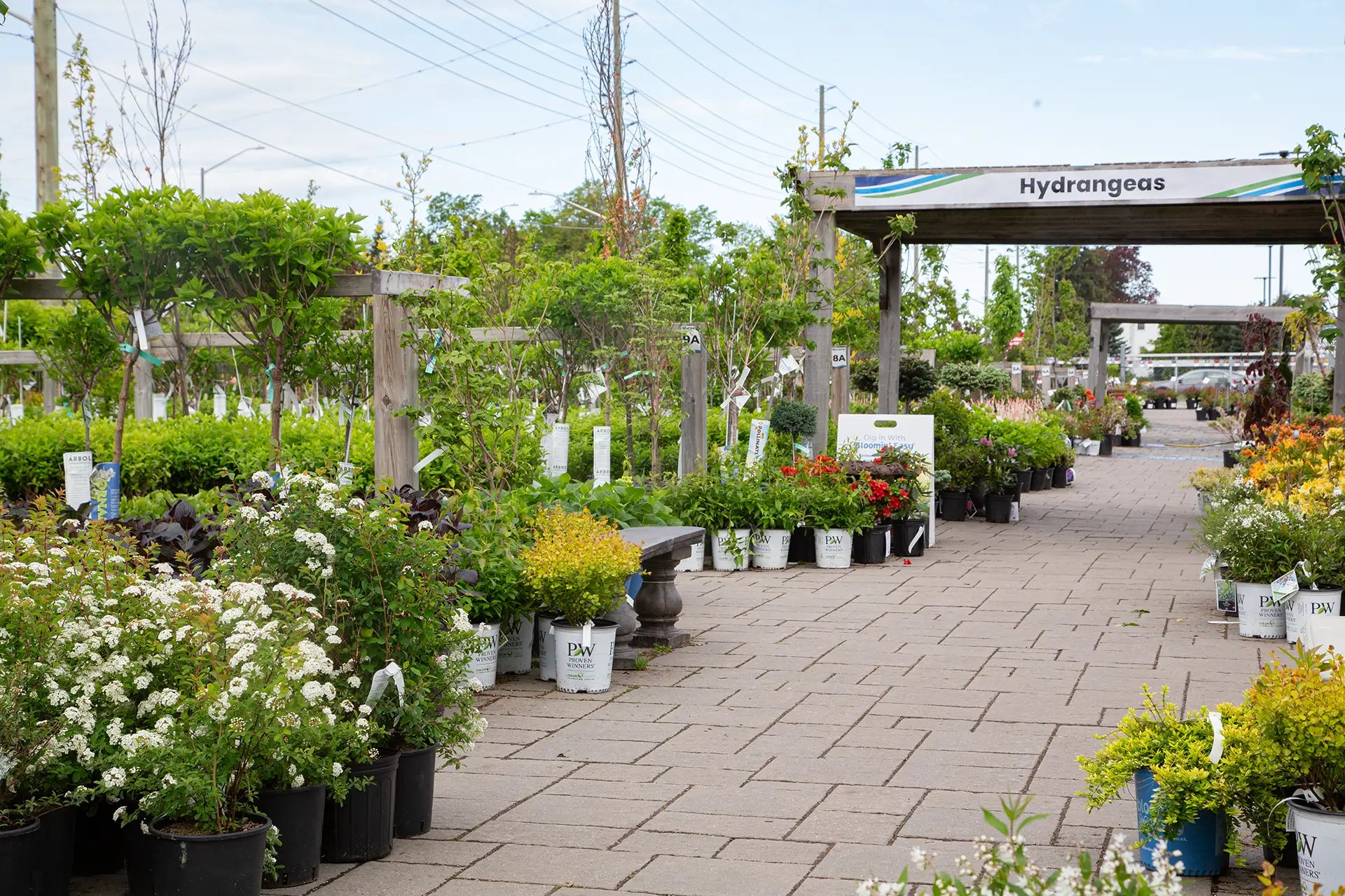 Rows of shrubs and trees outdoors at garden centre with wooden pergola and sign for Hydrangeas.