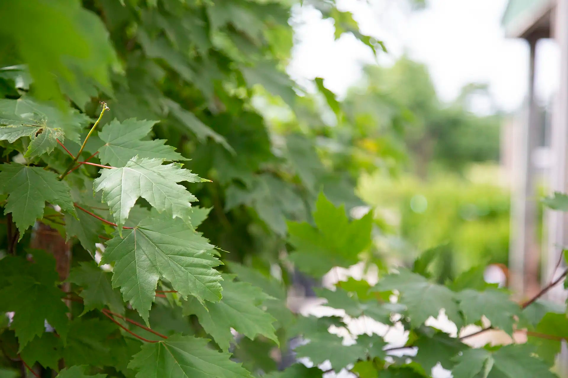 Close-up of green Maple leaves with a blurred background
