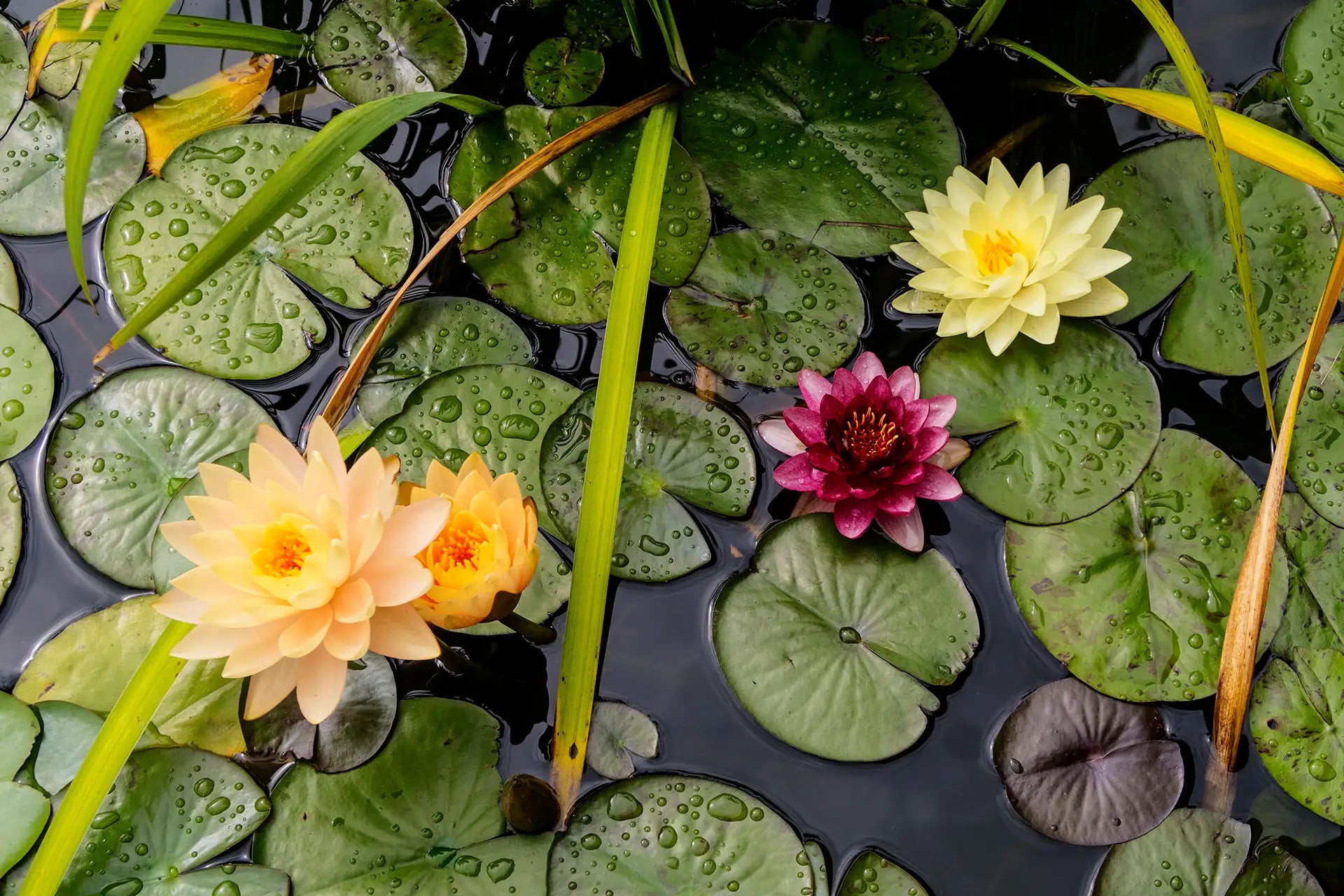 Water lilies blooming in pale yellow, peach, and burgundy on a pond with green lily pads
