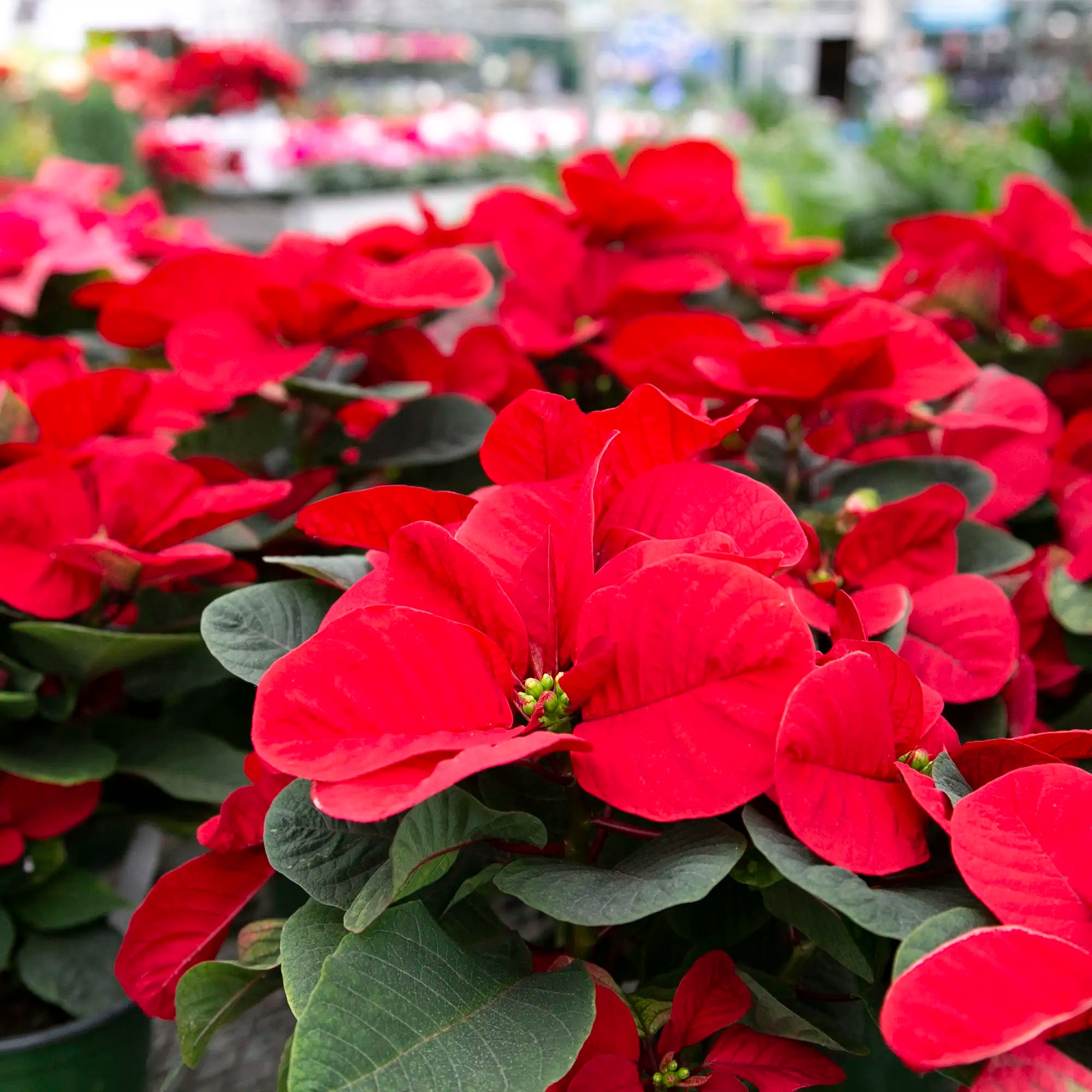 Poinsettia
