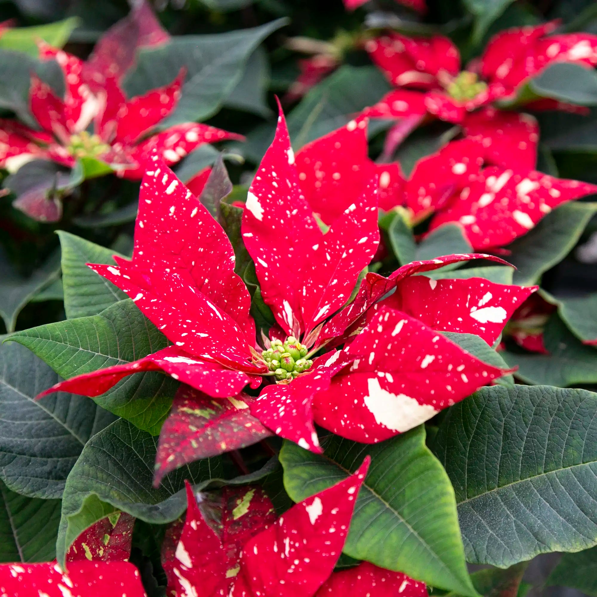 Poinsettia