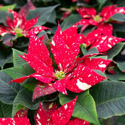 Poinsettia
