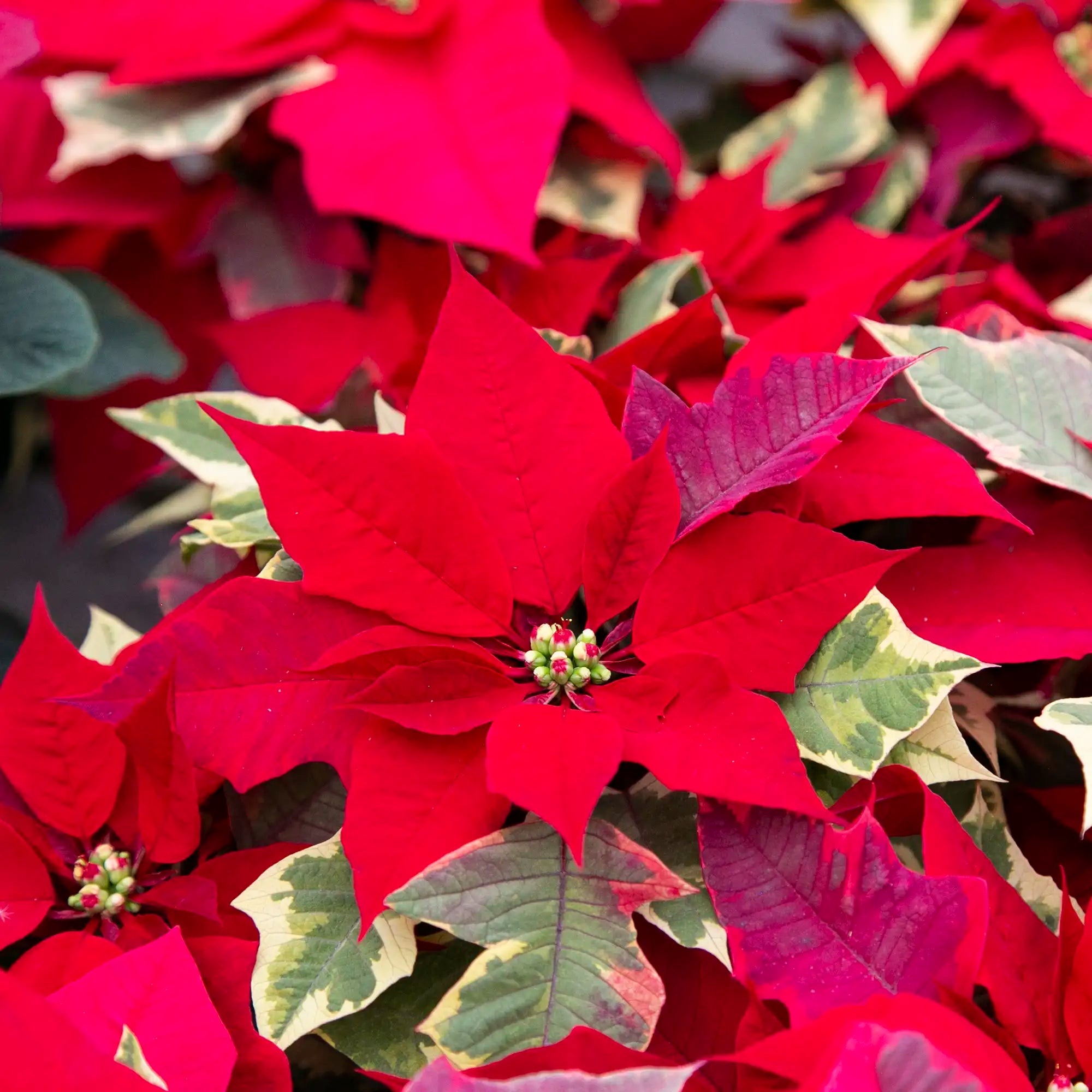 Poinsettia