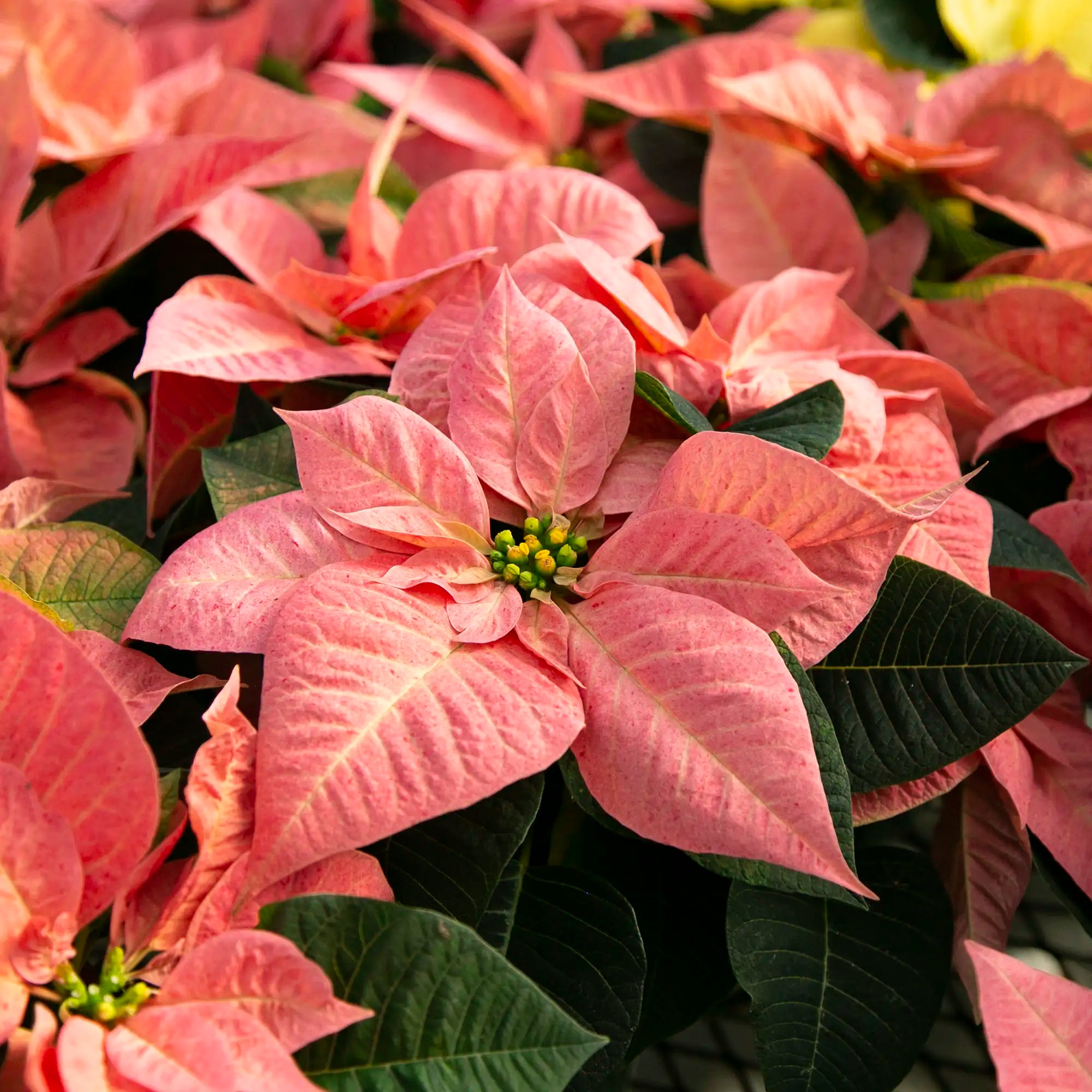 Poinsettia