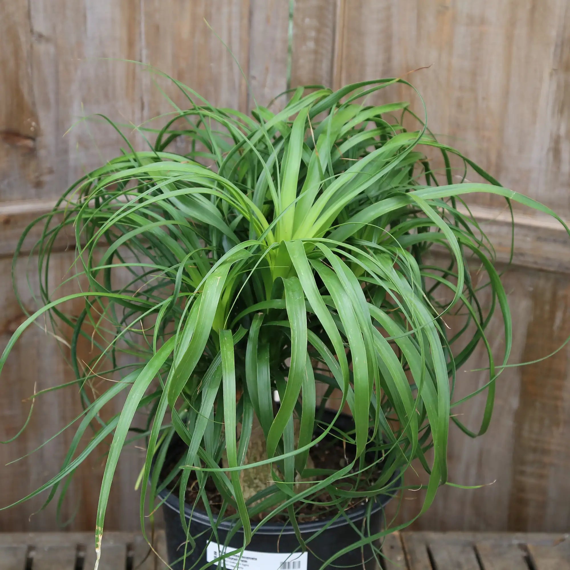 Ponytail Palm
