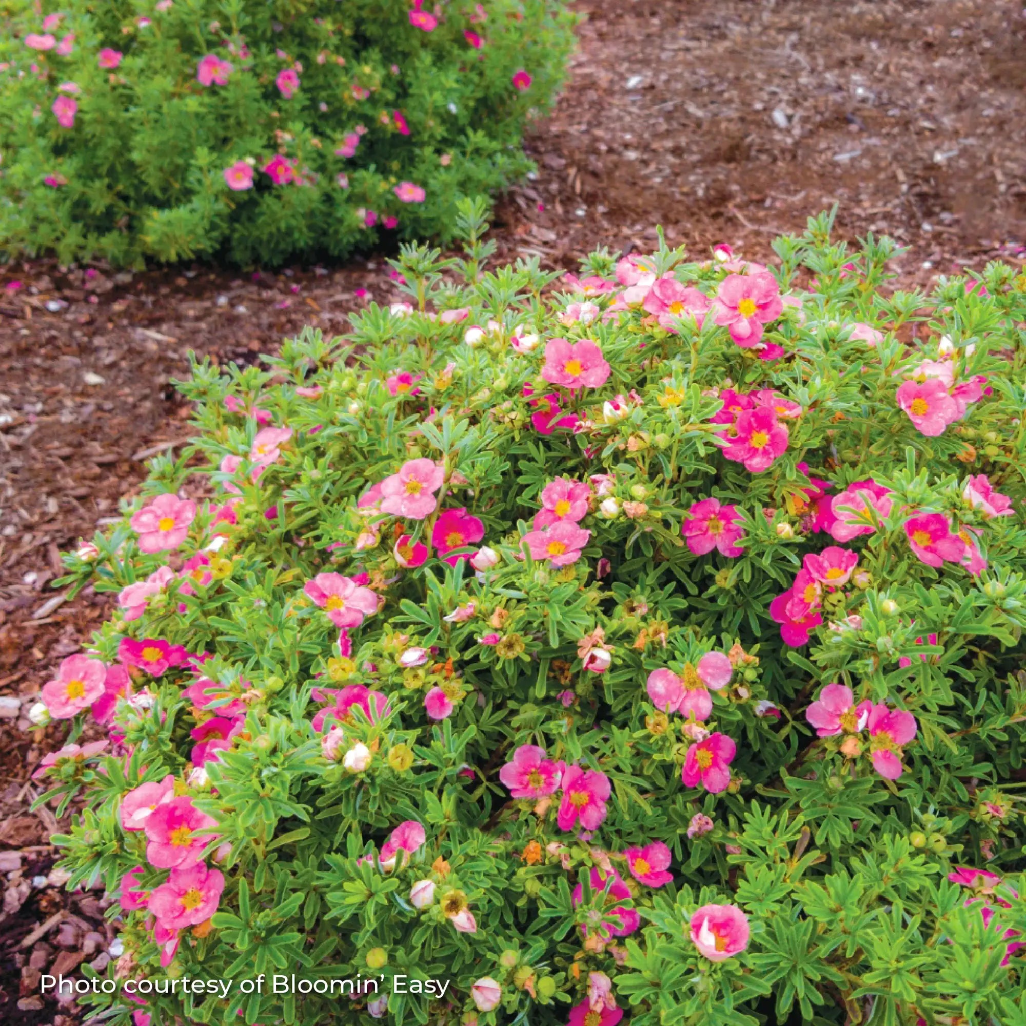Potentilla 'Bella Bellissima®'