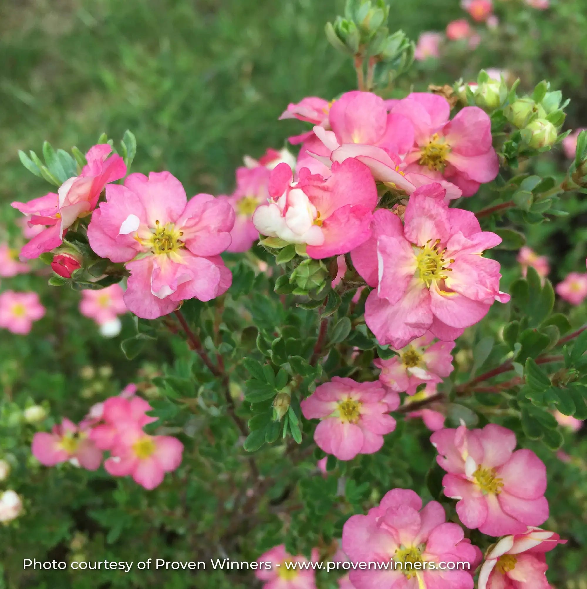 Potentilla Happy Face® 'Hearts'