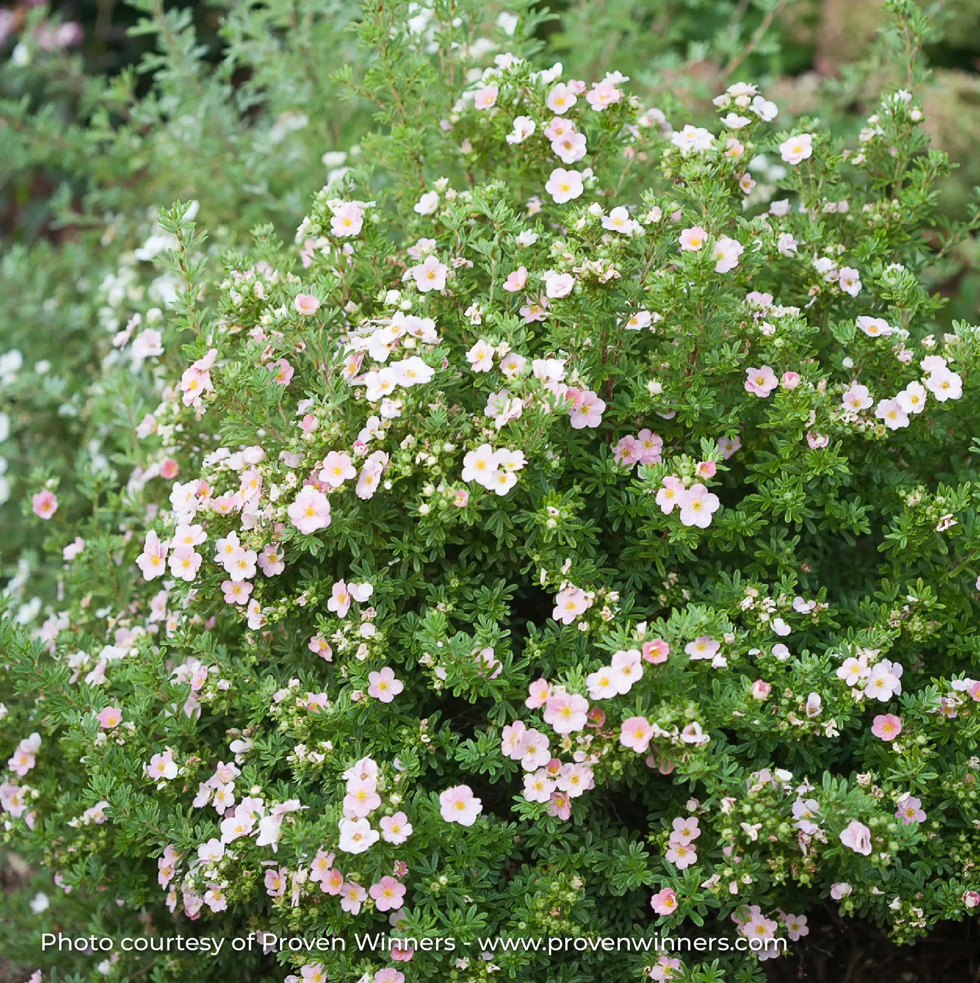 Potentilla Happy Face® 'Pink Paradise'