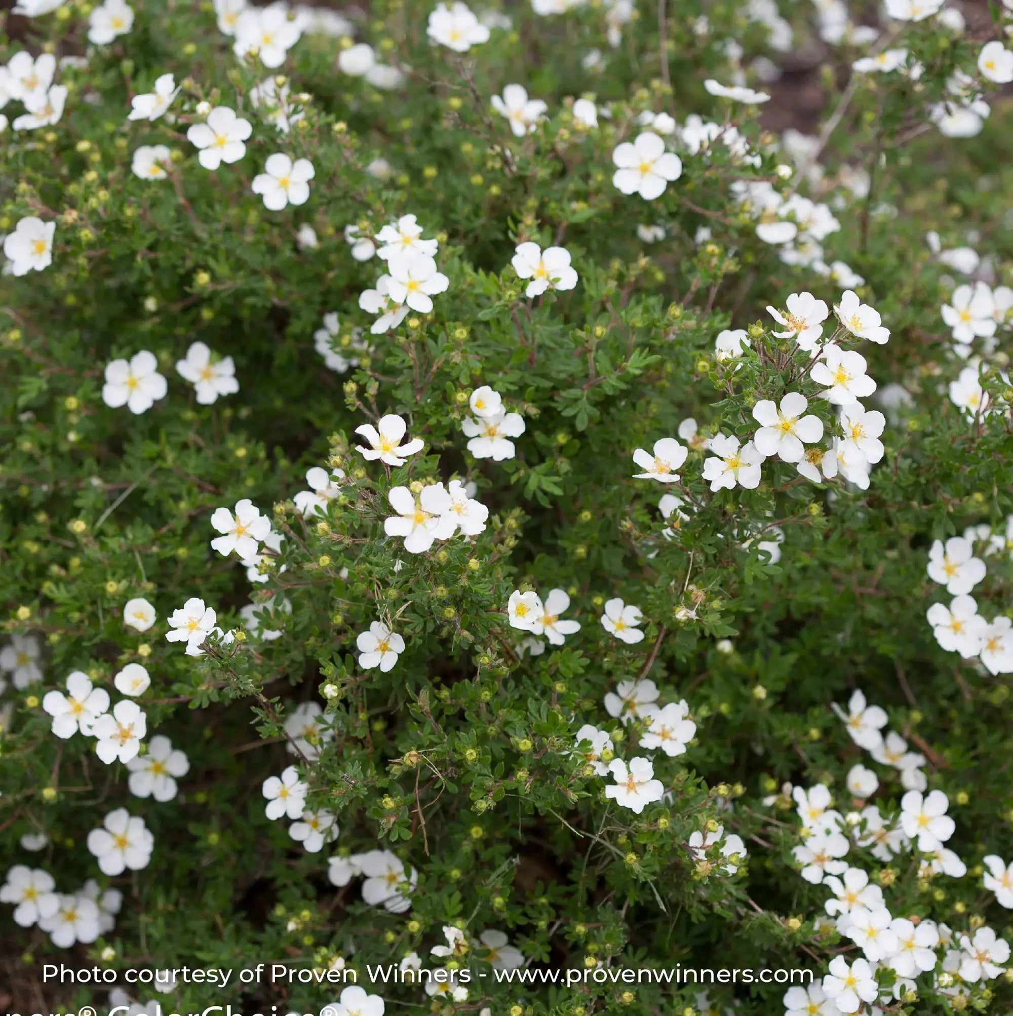 Potentilla Happy Face® 'White'