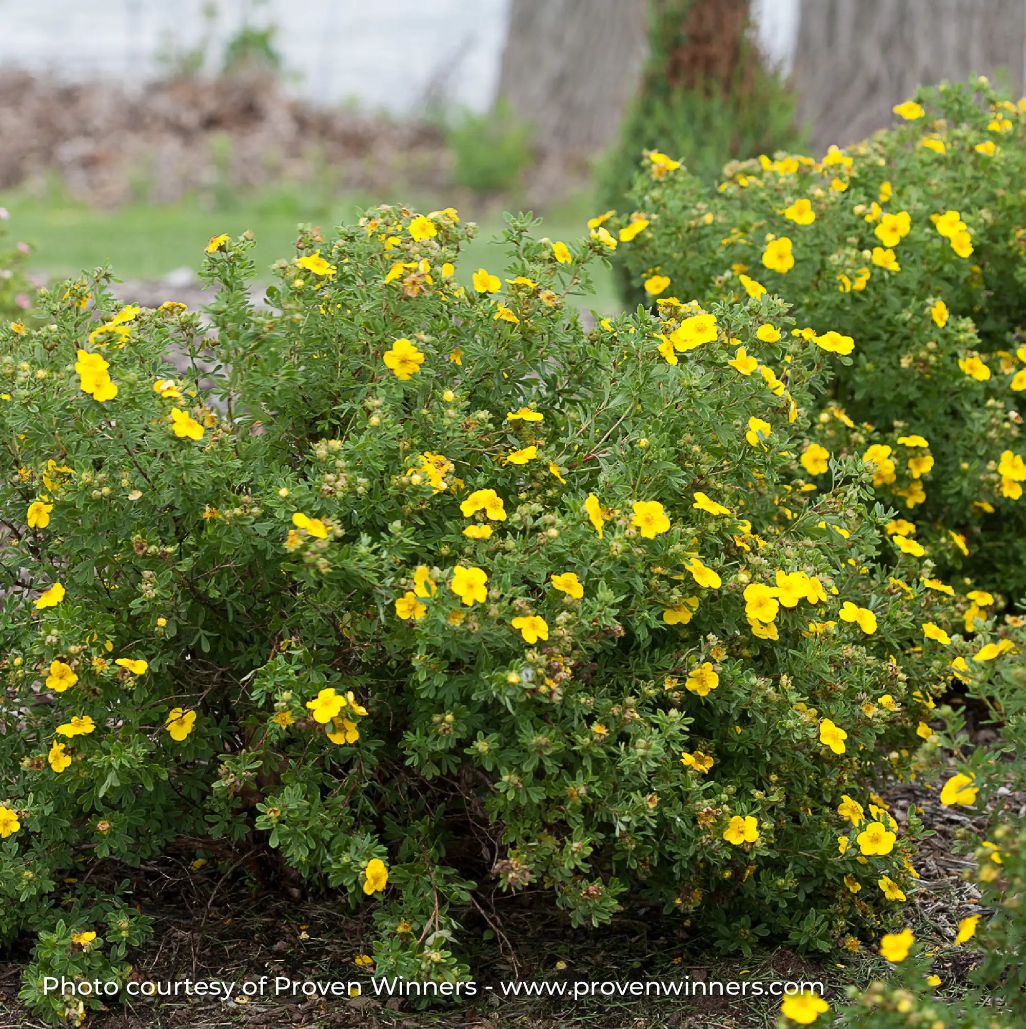 Potentilla Happy Face® 'Yellow'
