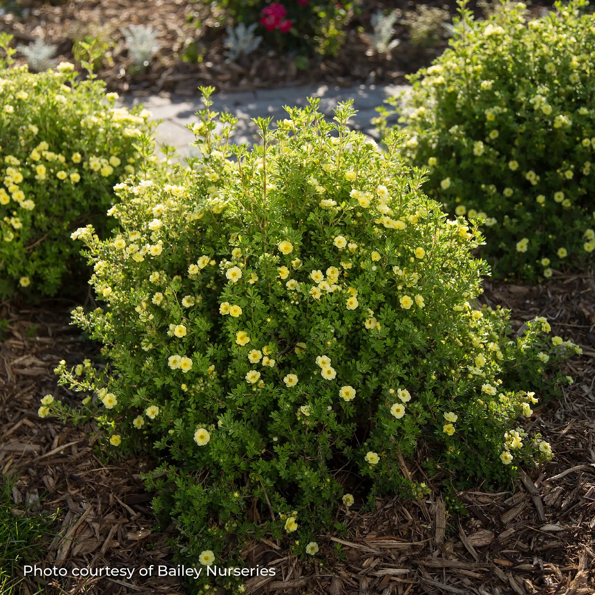 Potentilla 'Lemon Meringue™'