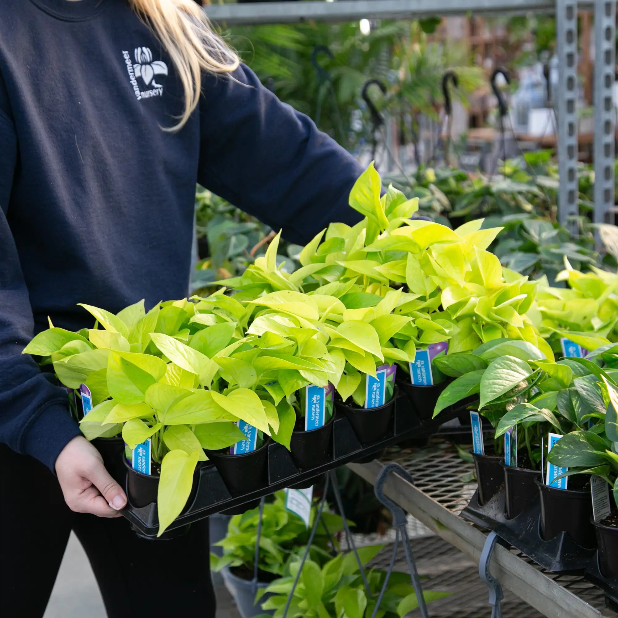 Pothos 'Neon'