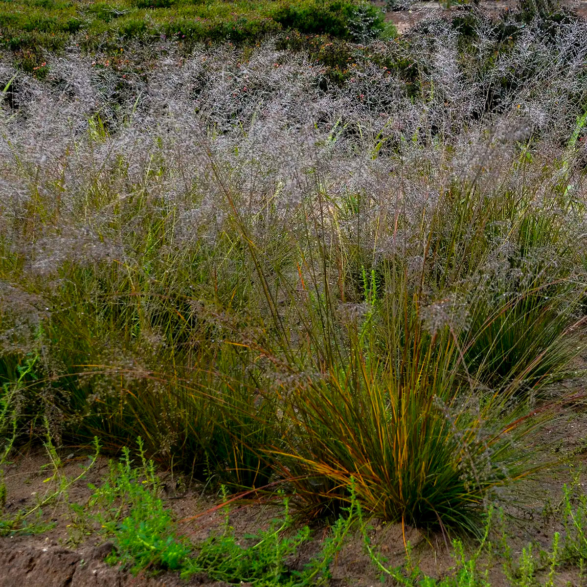 Prairie Dropseed 'Gone With The Wind'