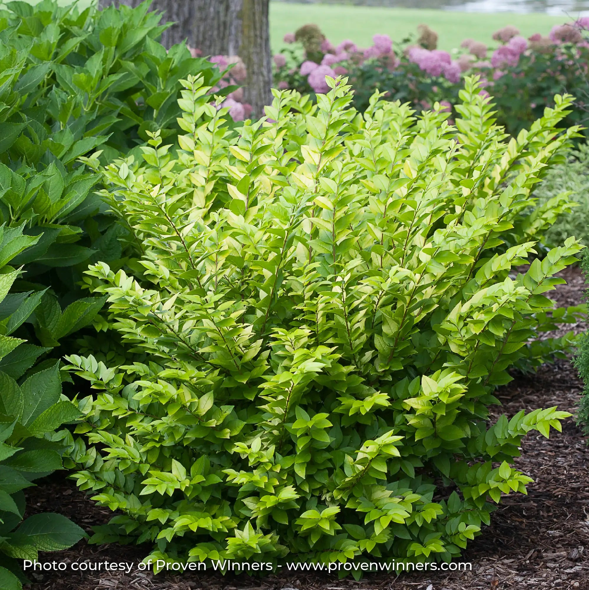 Privet 'Golden Ticket®'