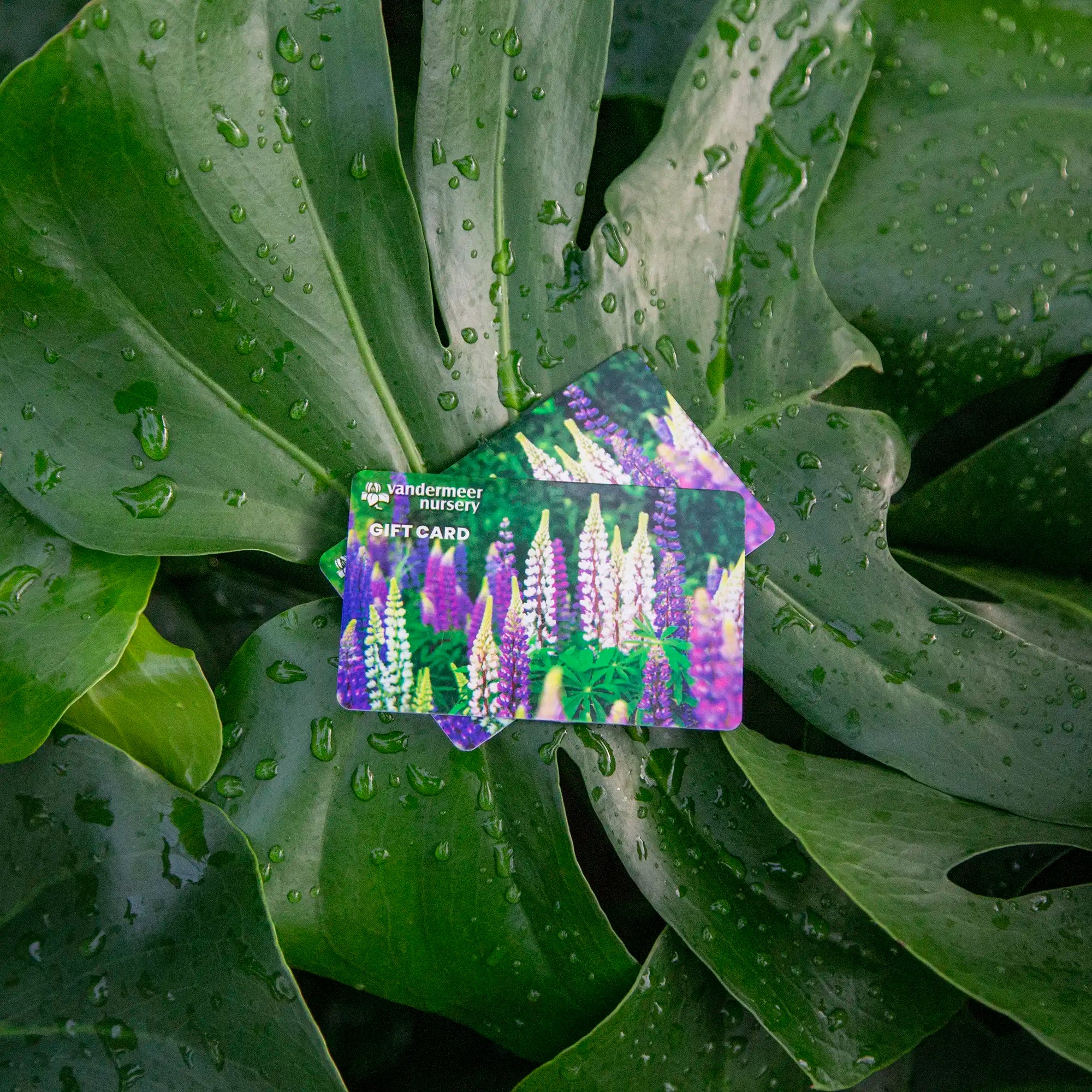 Two Vandermeer gift cards with floral design on green monstera leaves