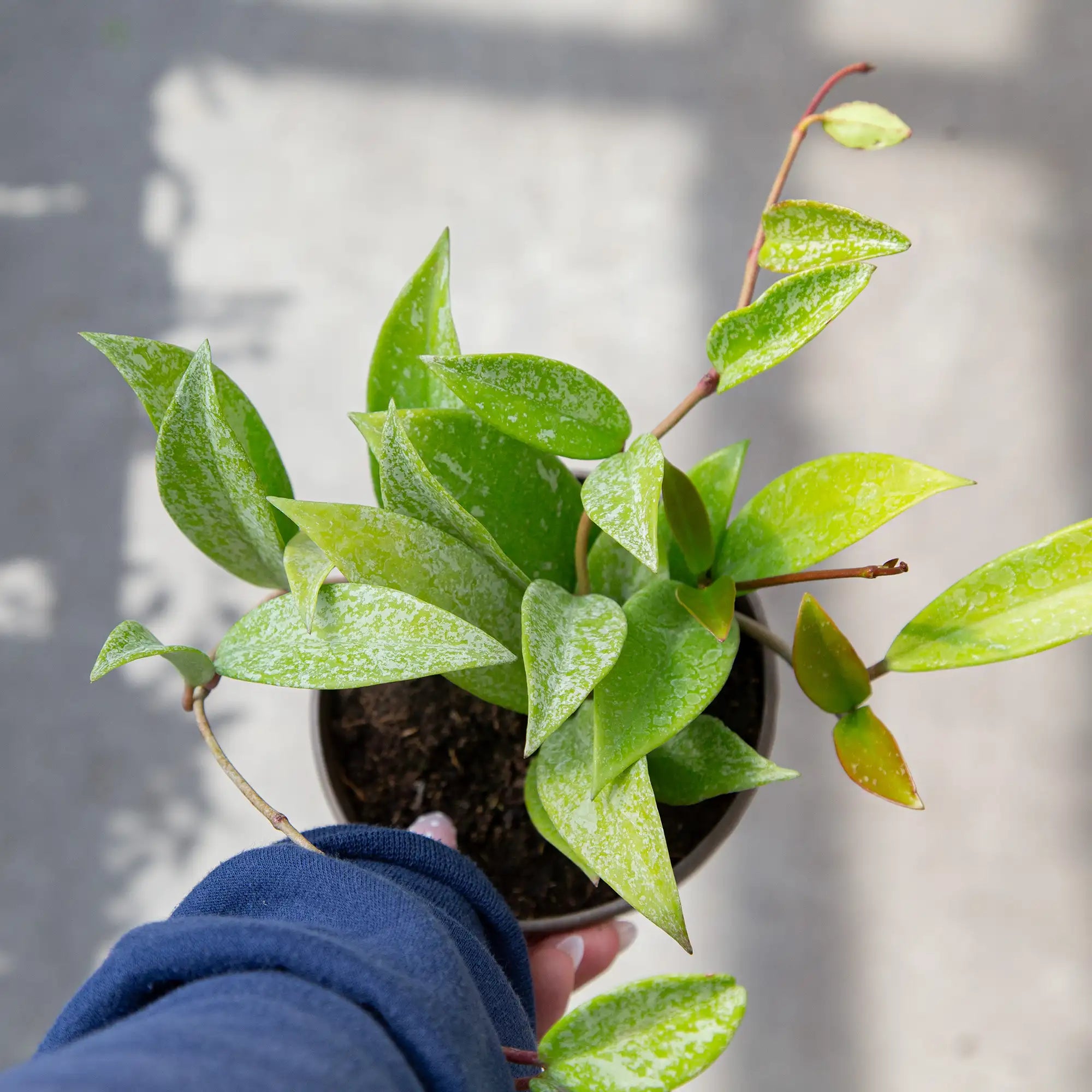 Hoya pubicalyx 'Splash'