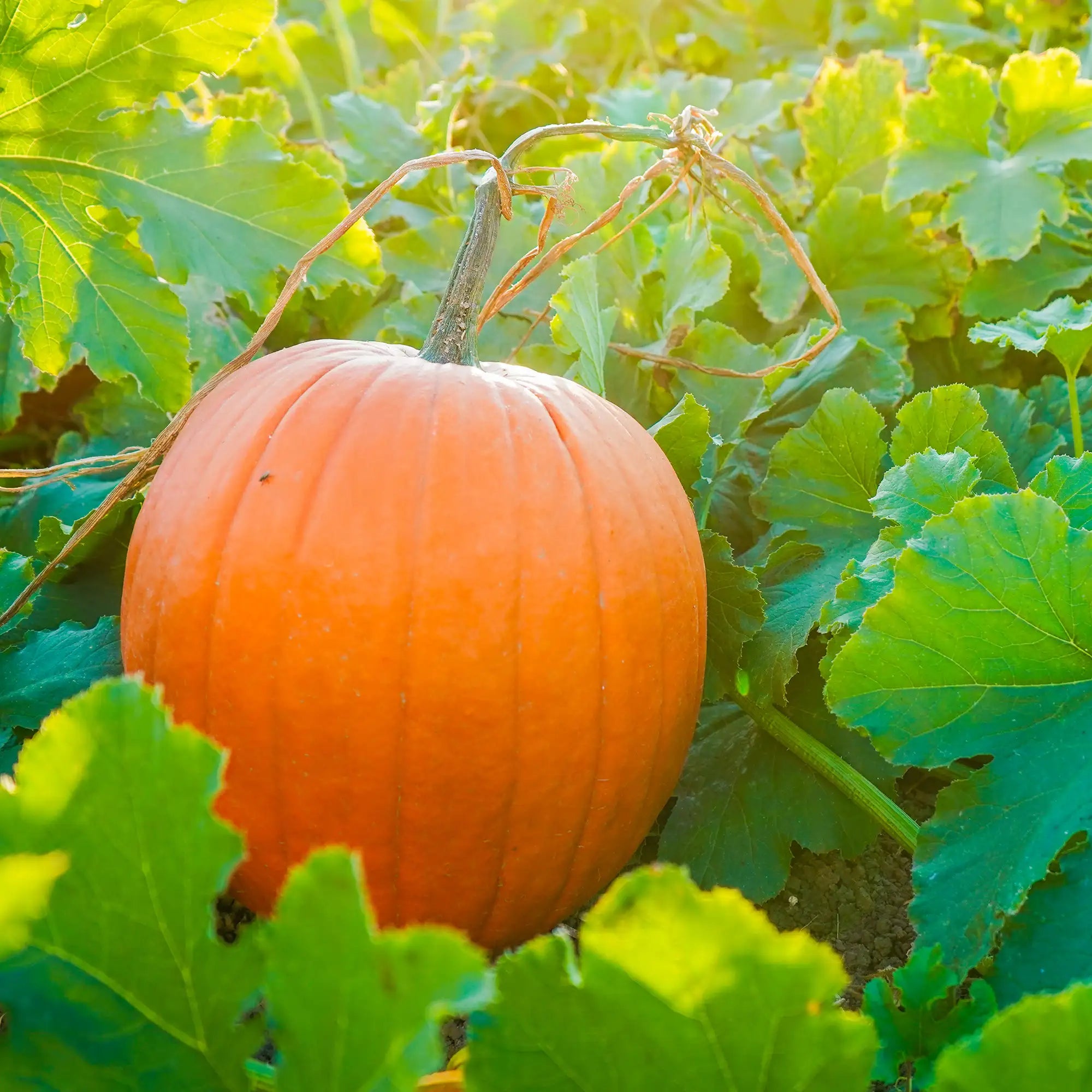 Pumpkin Orange