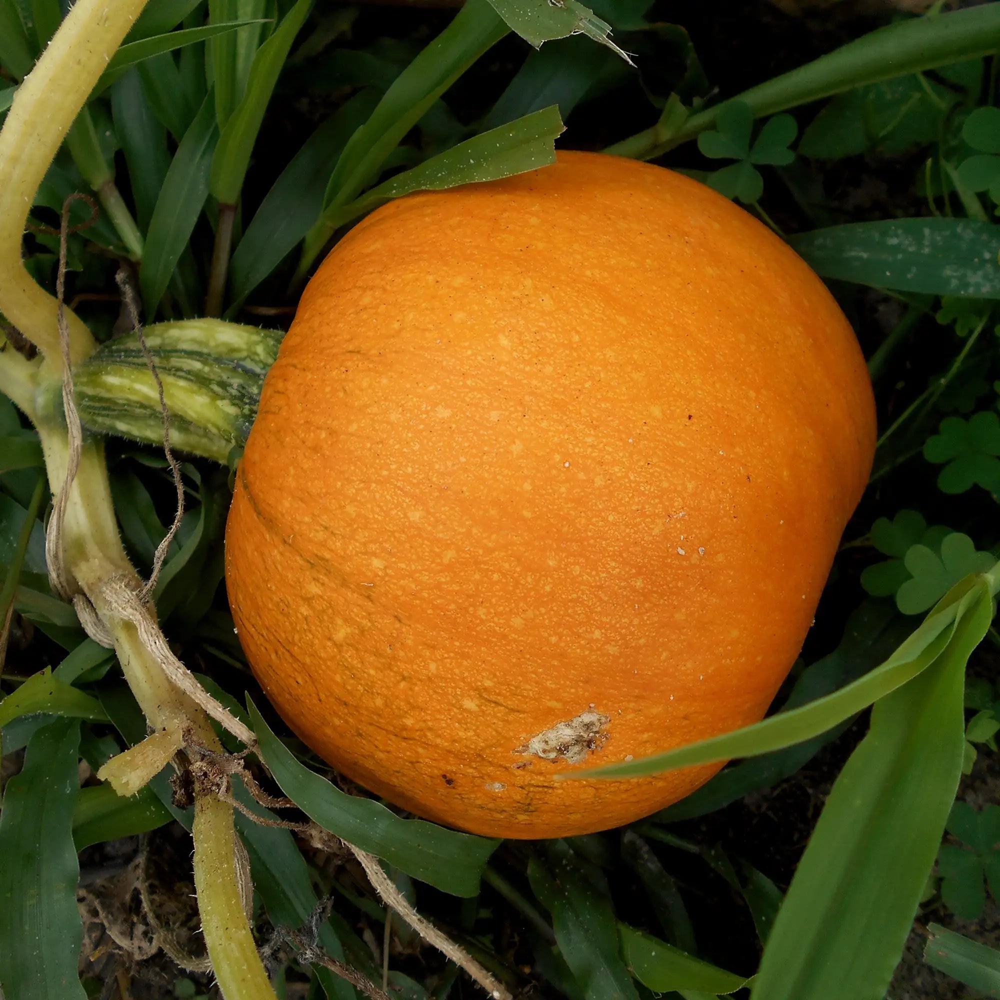 Pumpkin Pie