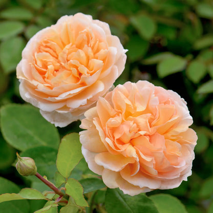 Apricot fluffy double flowers of an English rose