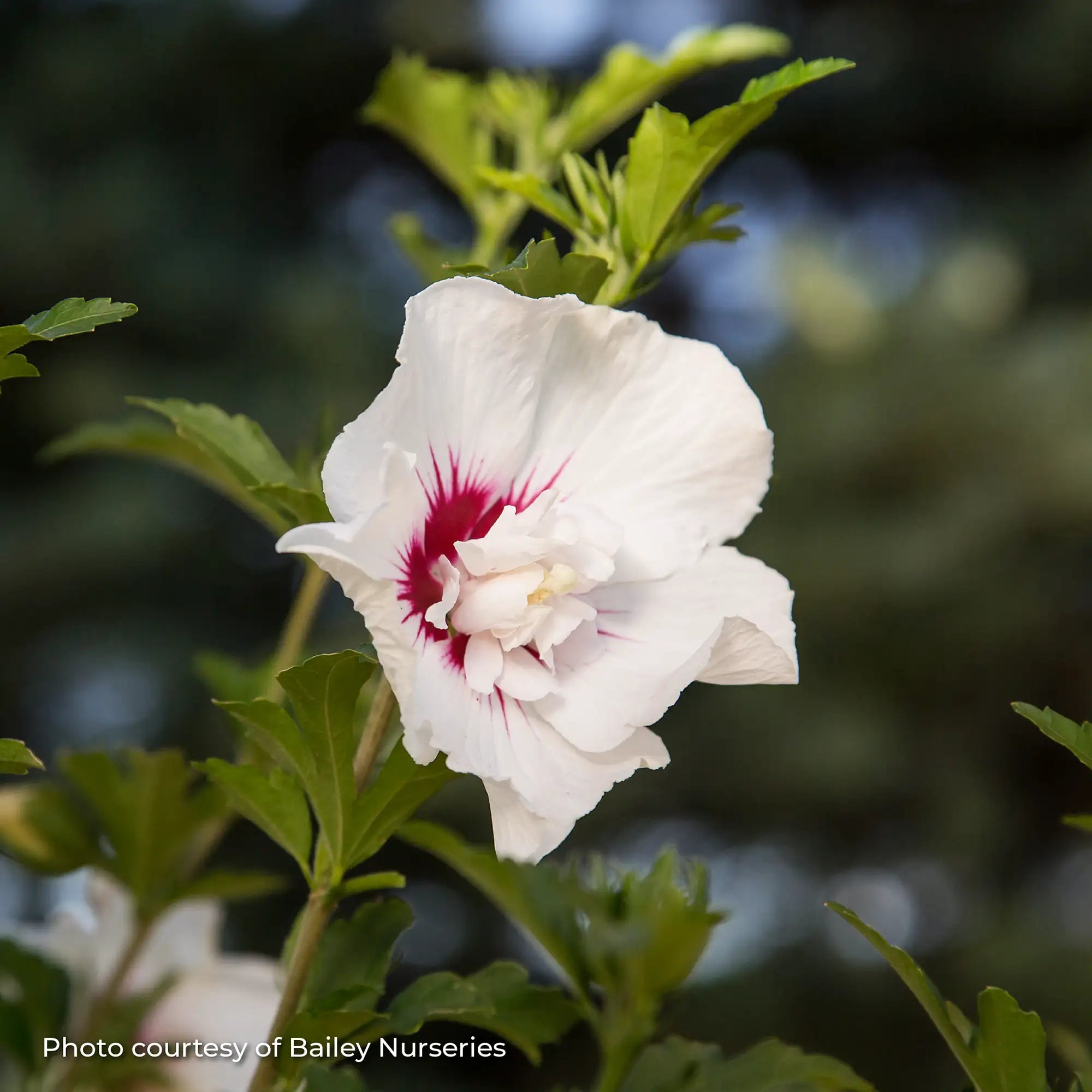 Rose of Sharon 'Bali™'