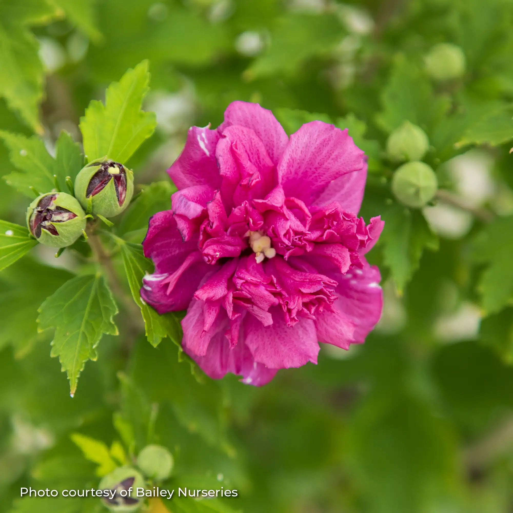 Rose of Sharon French Cabaret™ 'Red'