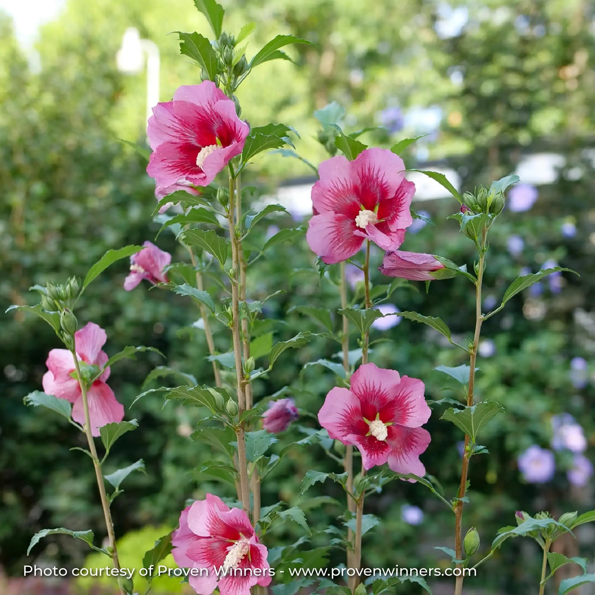 Rose of Sharon 'Red Pillar®'