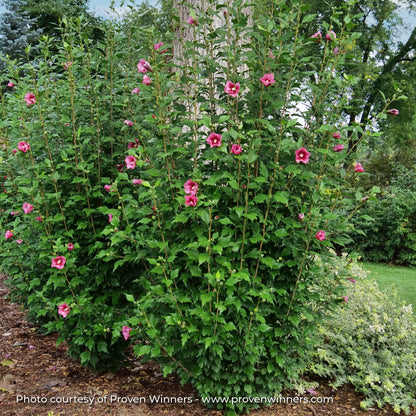 Rose of Sharon 'Red Pillar®'
