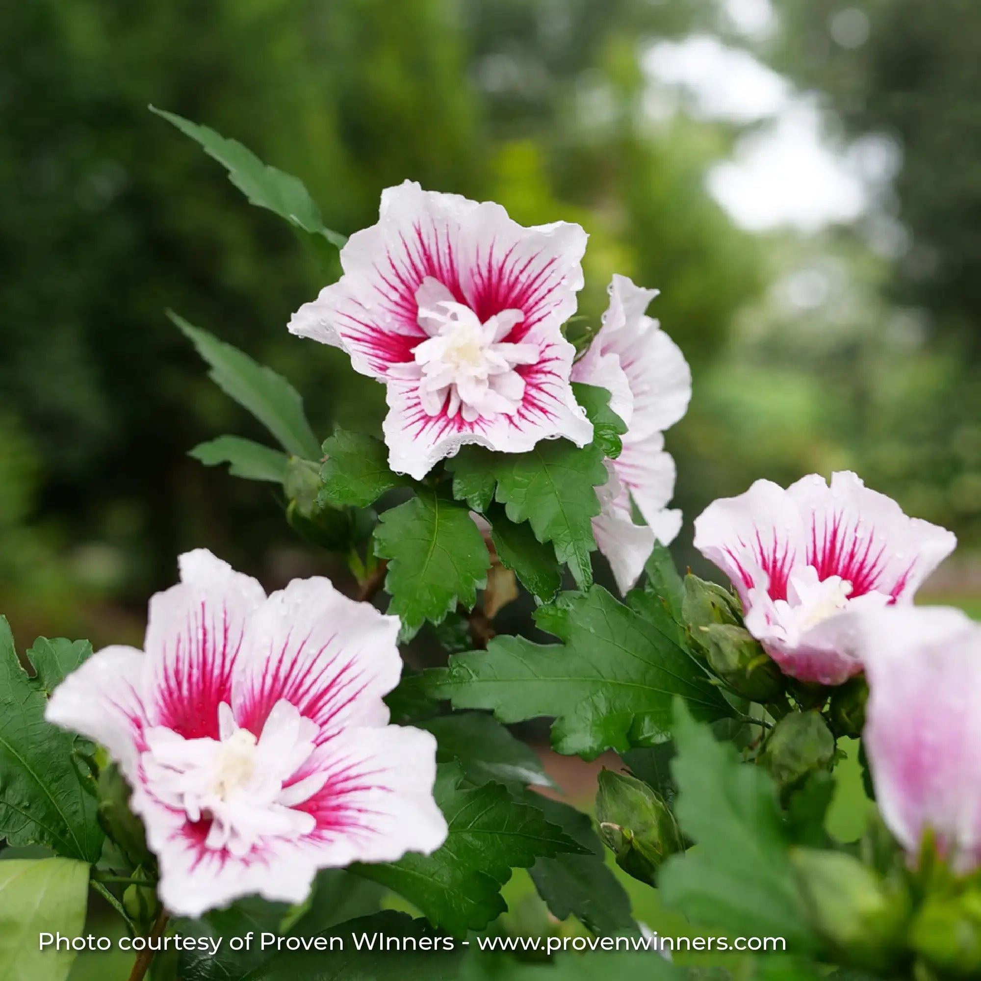 Rose of Sharon 'Starblast Chiffon®'