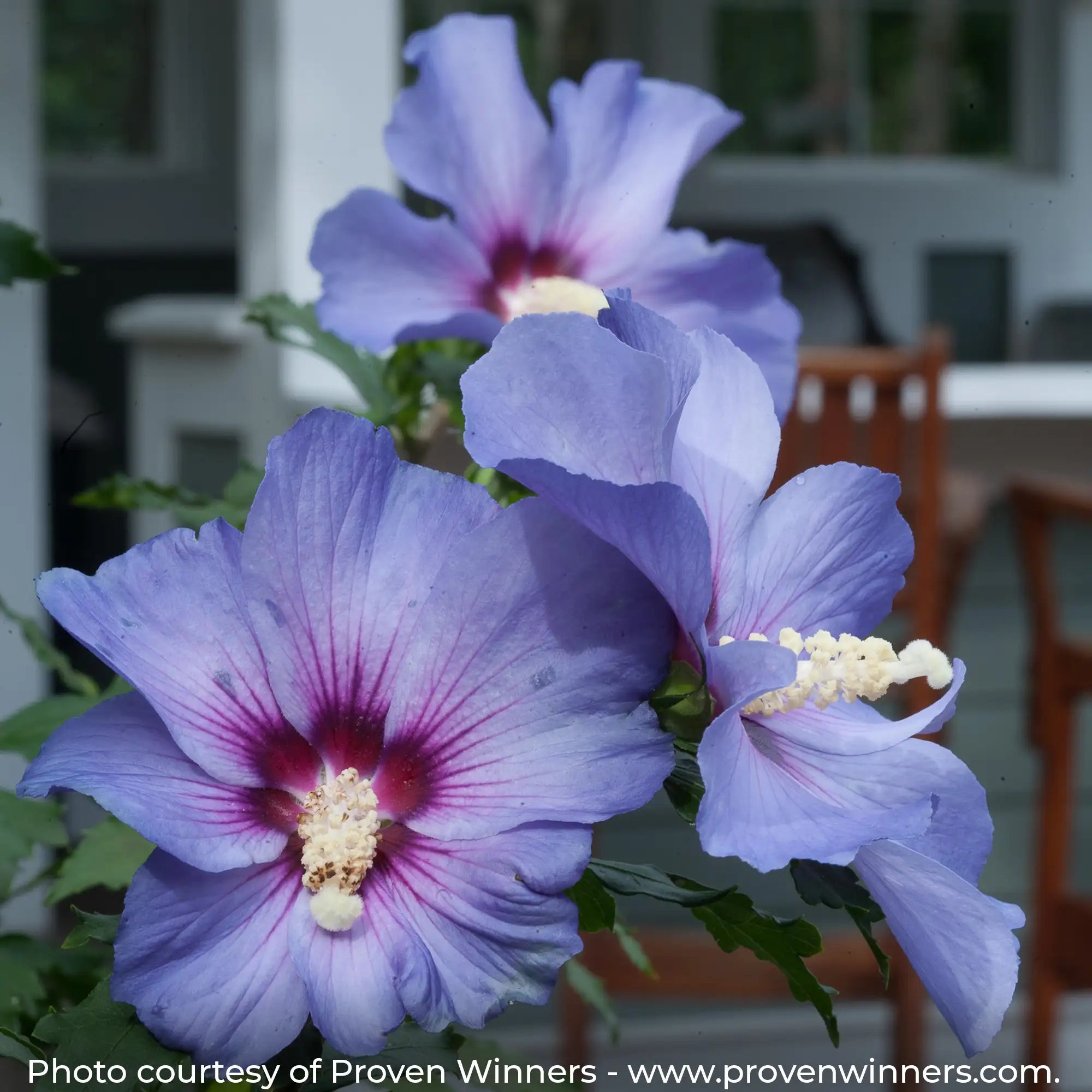 Azurri Blue Satin Rose of Sharon with pale lilac-blue flowers and a dark center