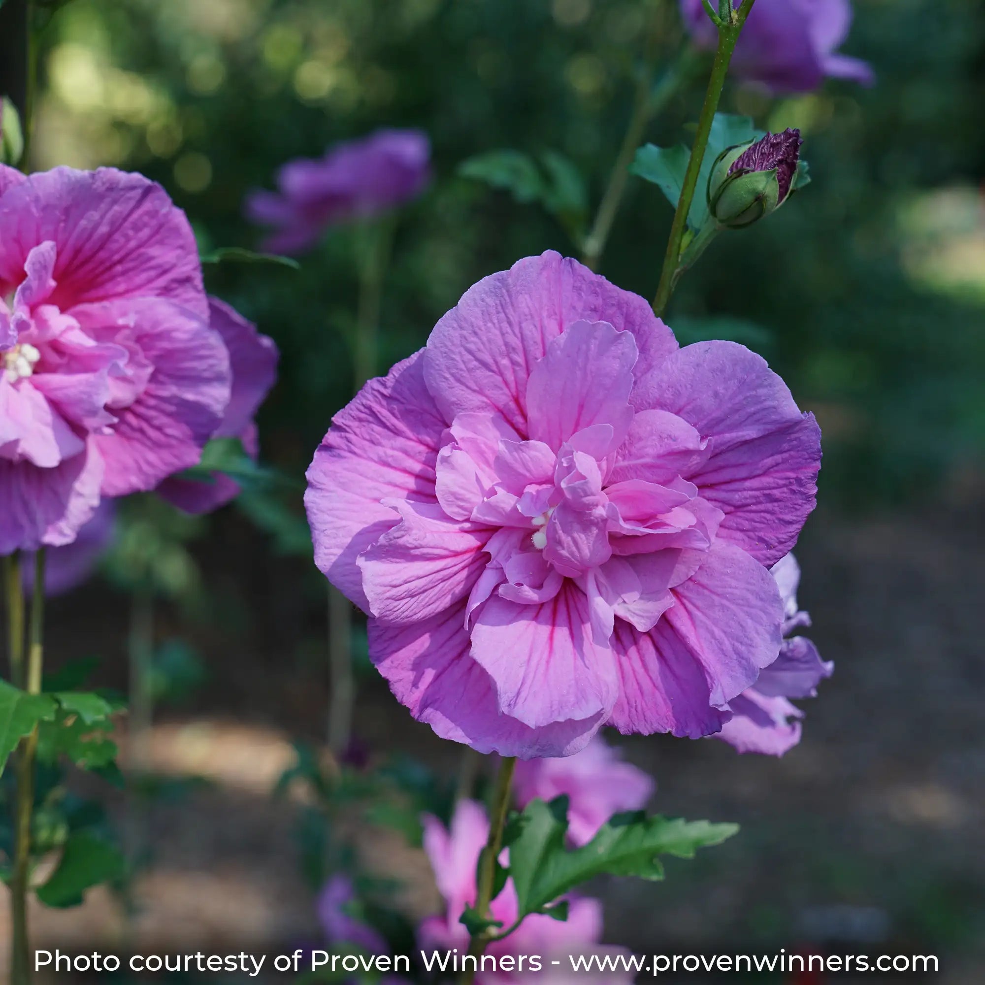 Dark Lavender Chiffon Rose of Sharon showing its double,  lavender-pink flowers