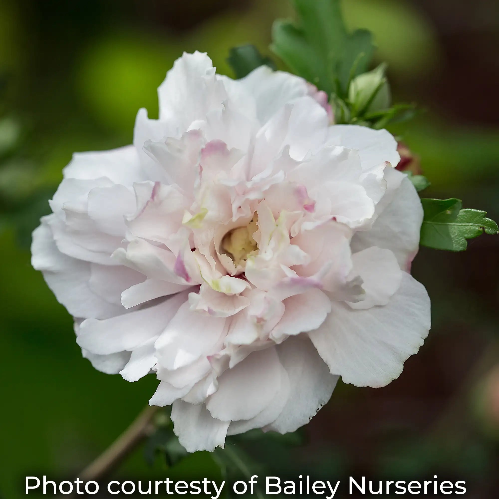 French Cabaret Blush with double pink-white flowers