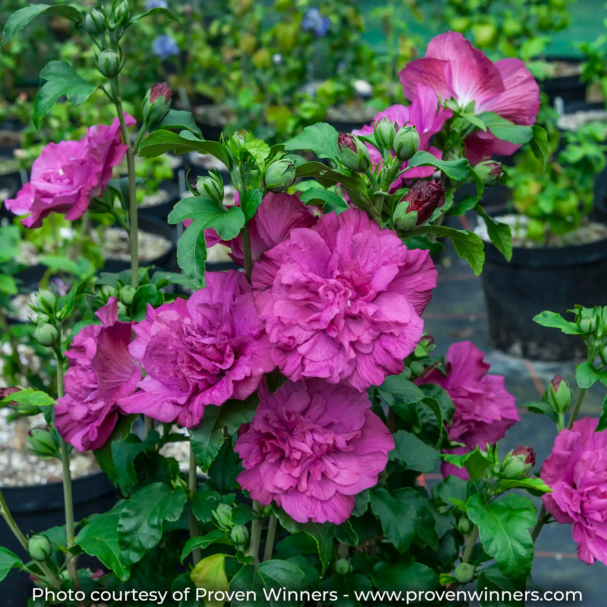 Magenta Rose of Sharon with double magenta flowers