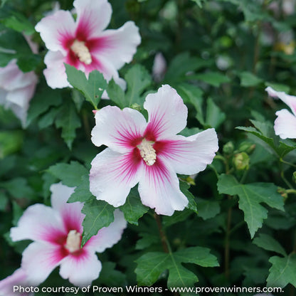 Parplu Pink Ink Rose of Sharon with white flowers and a pink streak center