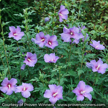 Paraplu Violet Rose of Sharon Shrub with lots of single, blue-violet flowers with a dark center