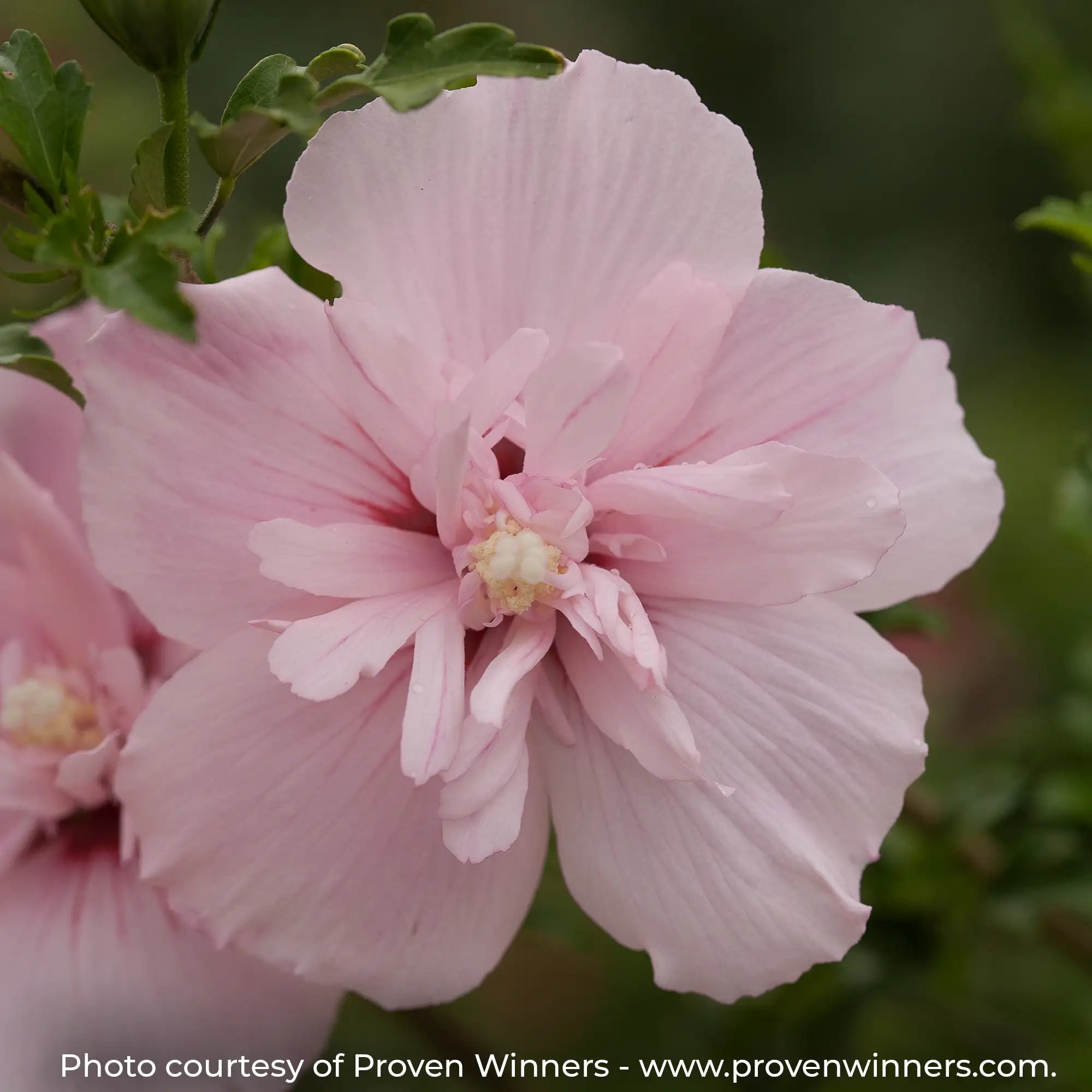 Pink Chiffon Rose of Sharon with pink double flowers